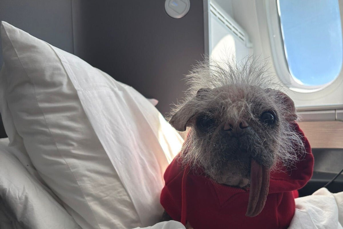 Britain’s ugliest dog joins petition to allow pets in plane cabins on UK flights
