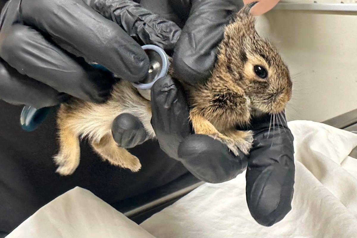 Did you find an animal nesting near your house? Here's what to do
