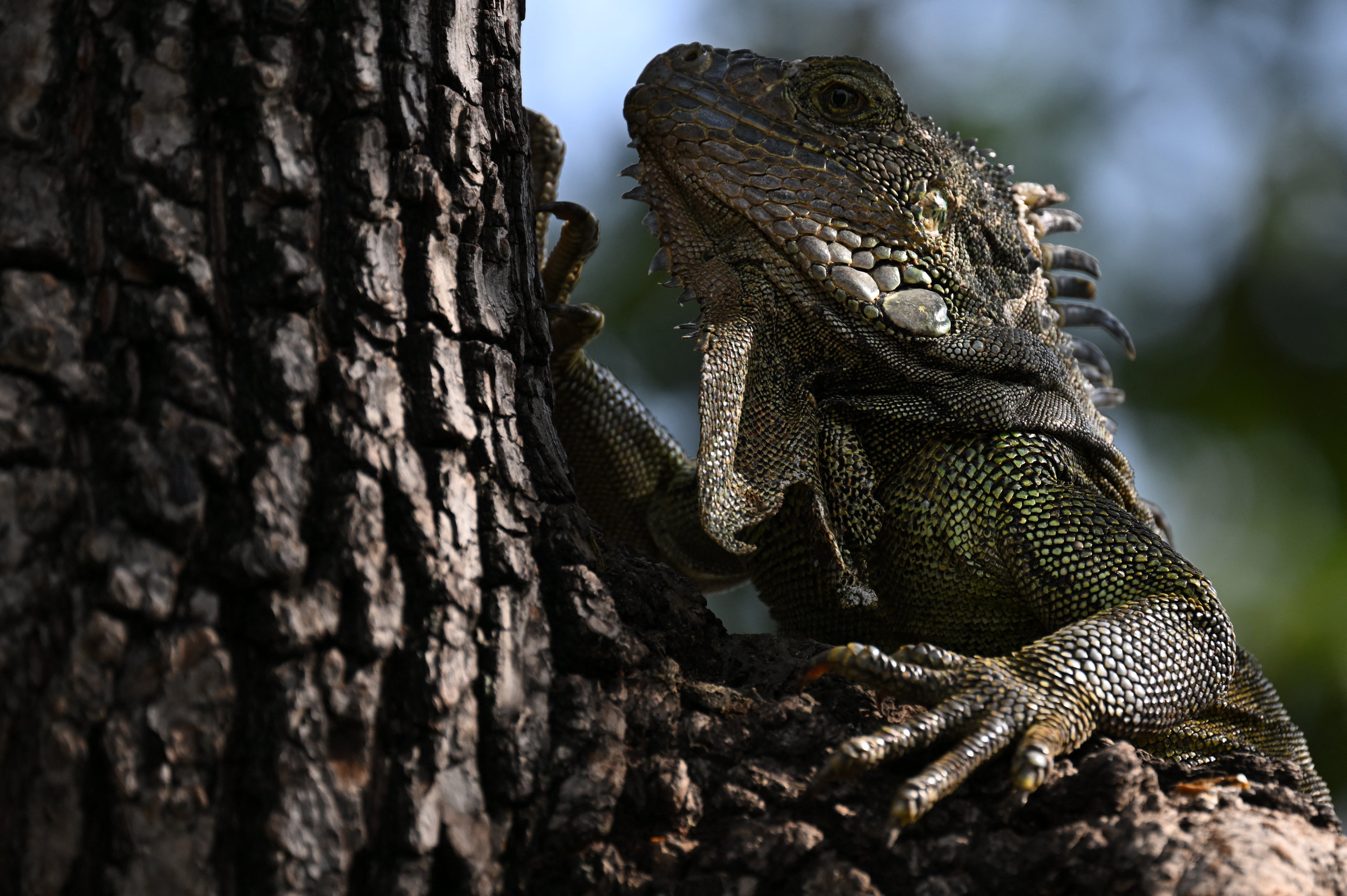Florida traffic stop turns weird as police discover 13 live zip-tied iguanas in truck