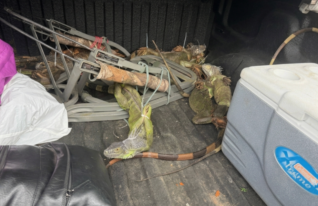 The 13 zip-tied iguanas were reportedly taken to a local shelter after the traffic stop