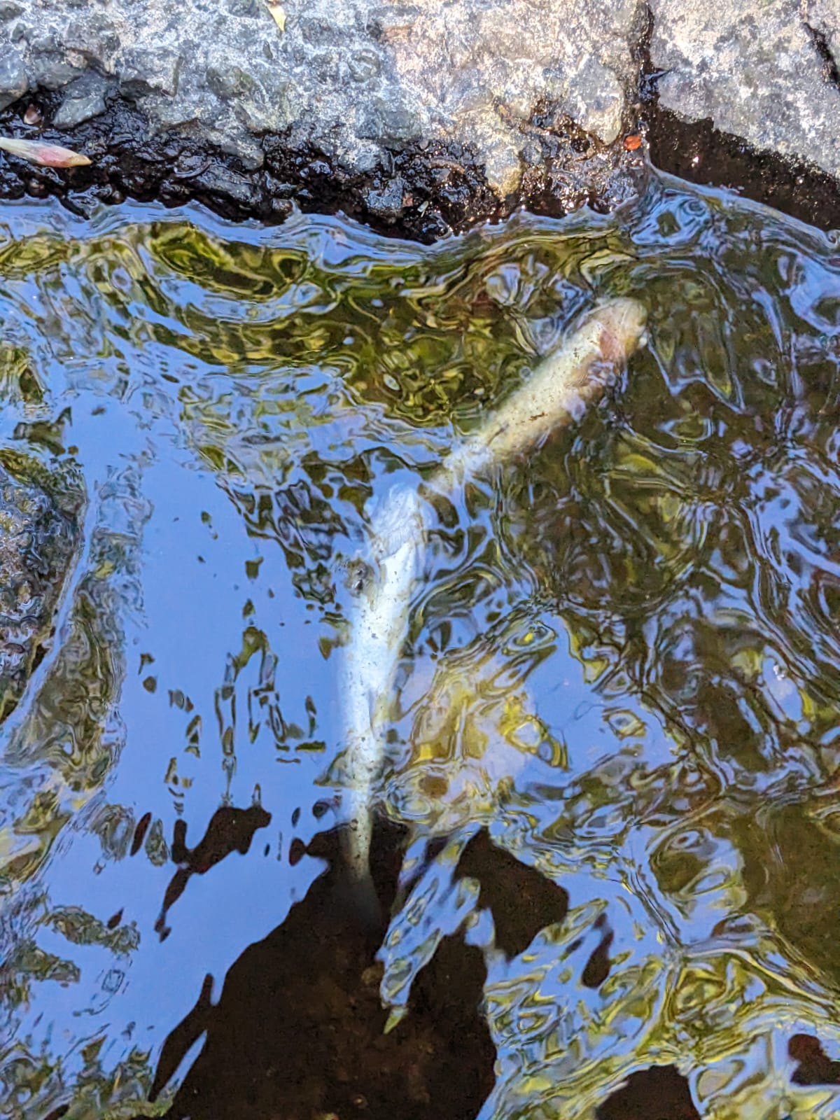 It is thought the fishlation on the burn could take years to recover (Spey Fishery Board)