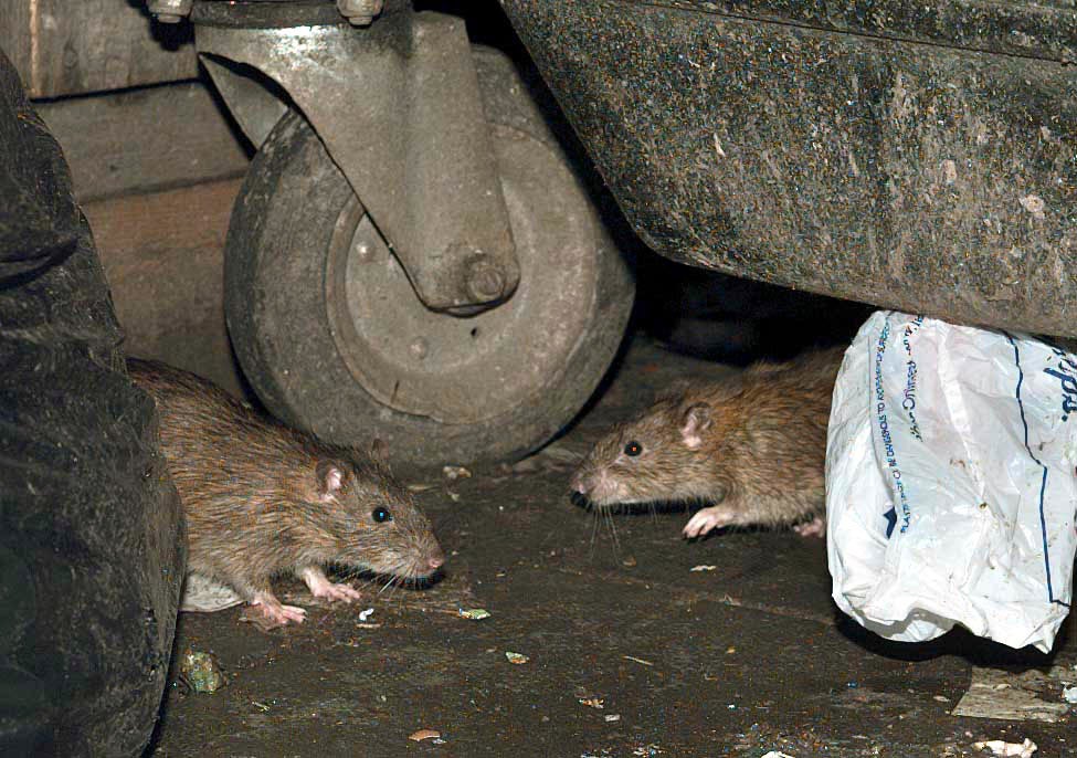 Hantavirus infections are typically linked to exposure to the faeces or urine of infected rodents