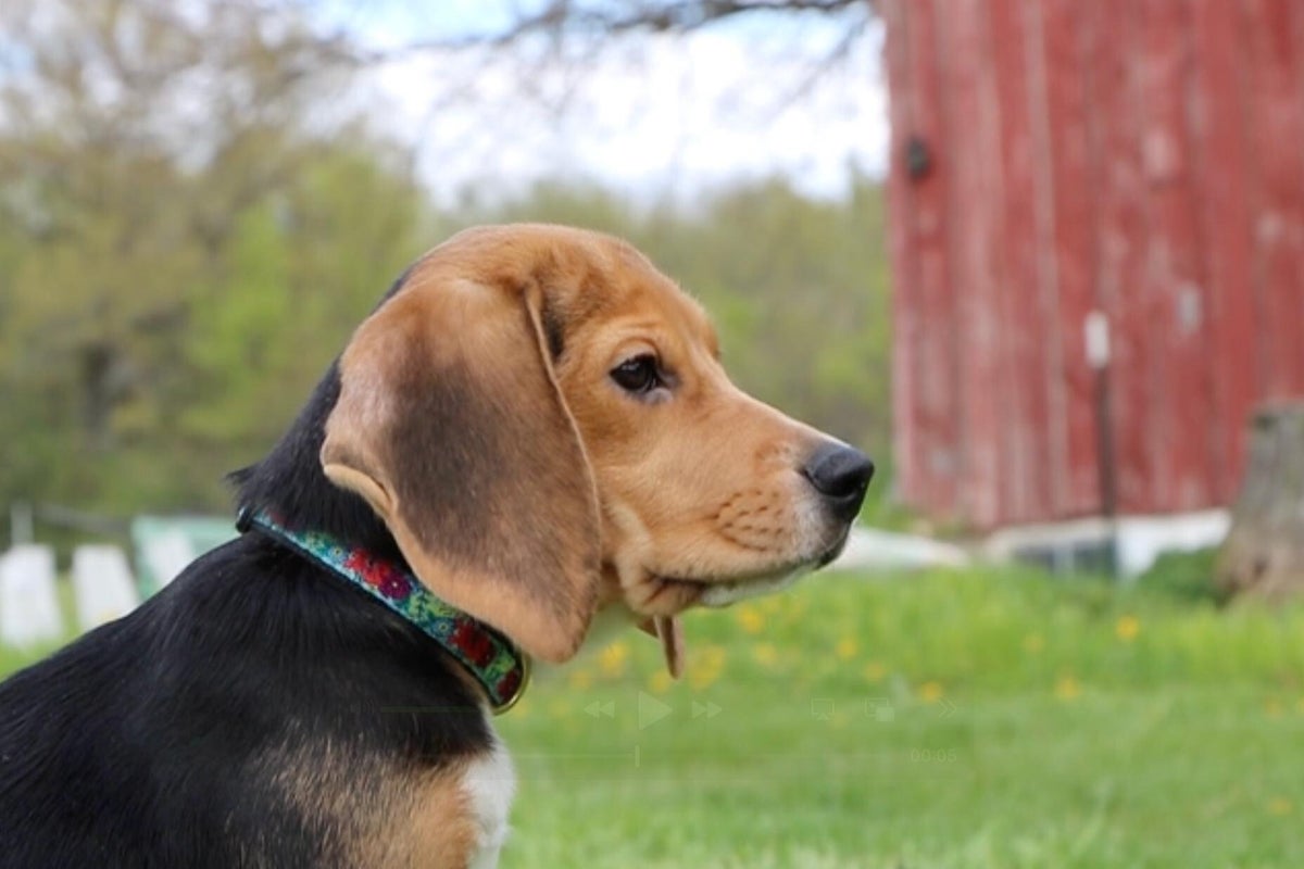 1,500 beagles will get new lives, warm laps after release from research facility – UK Times