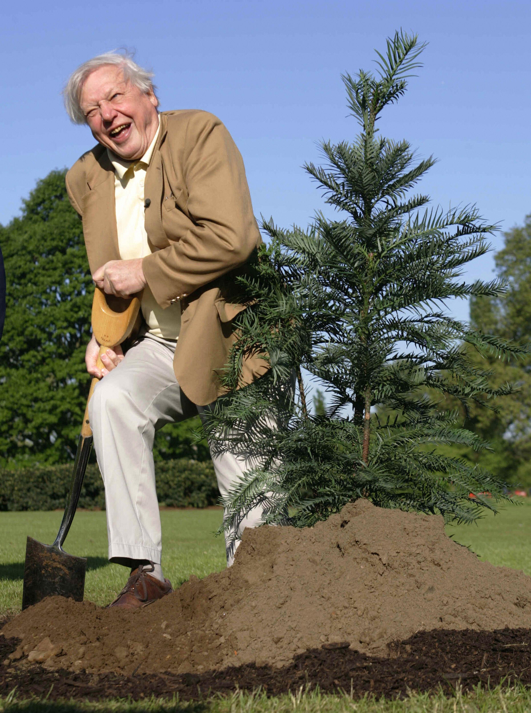 From dinosaurs to butterflies: The many species named after Sir David Attenborough