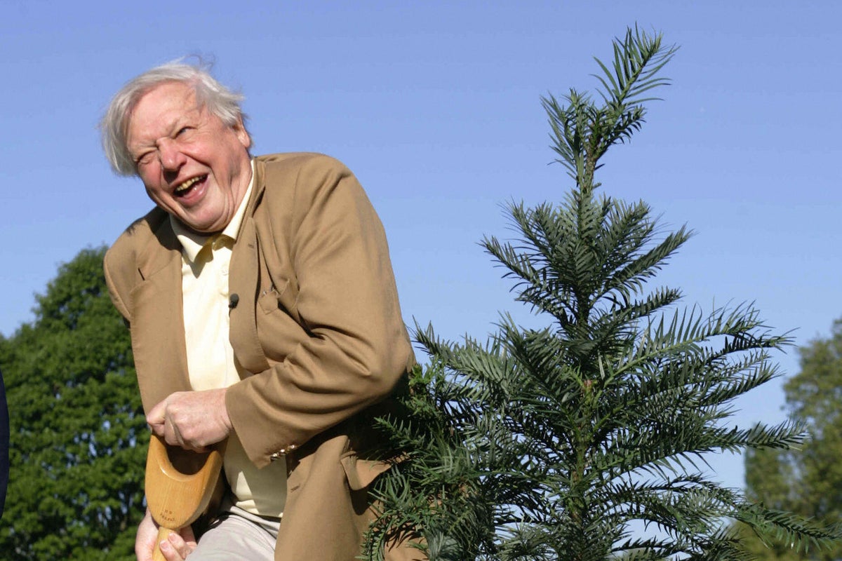 From ancient dinosaurs to rare butterflies: The many species named in honour of Sir David Attenborough From ancient dinosaurs to rare butterflies: The many species named in honour of Sir David Attenborough
