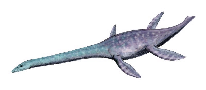 Un disegno a matita di Attenborosaurus conybeari, un plesiosauro del Giurassico inferiore dell'Inghilterra