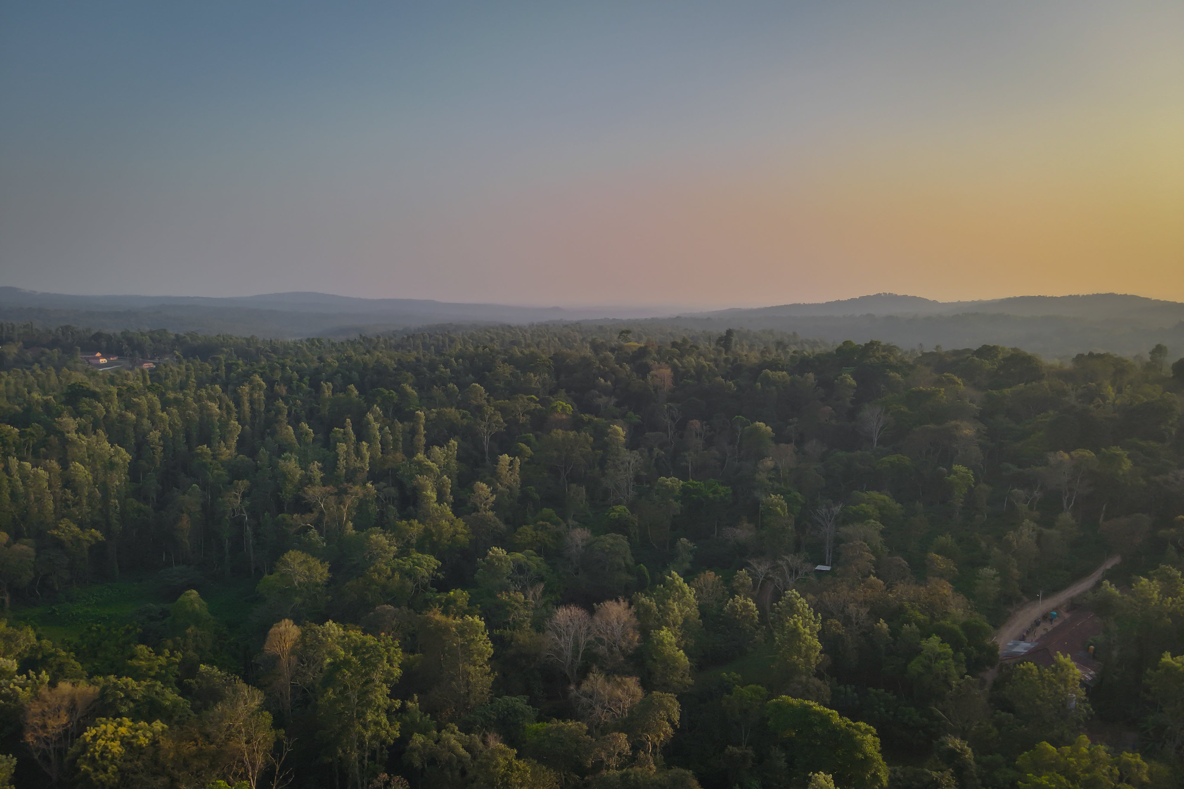 Aerial view shows the canopy of a coffee estate in the Western Ghats