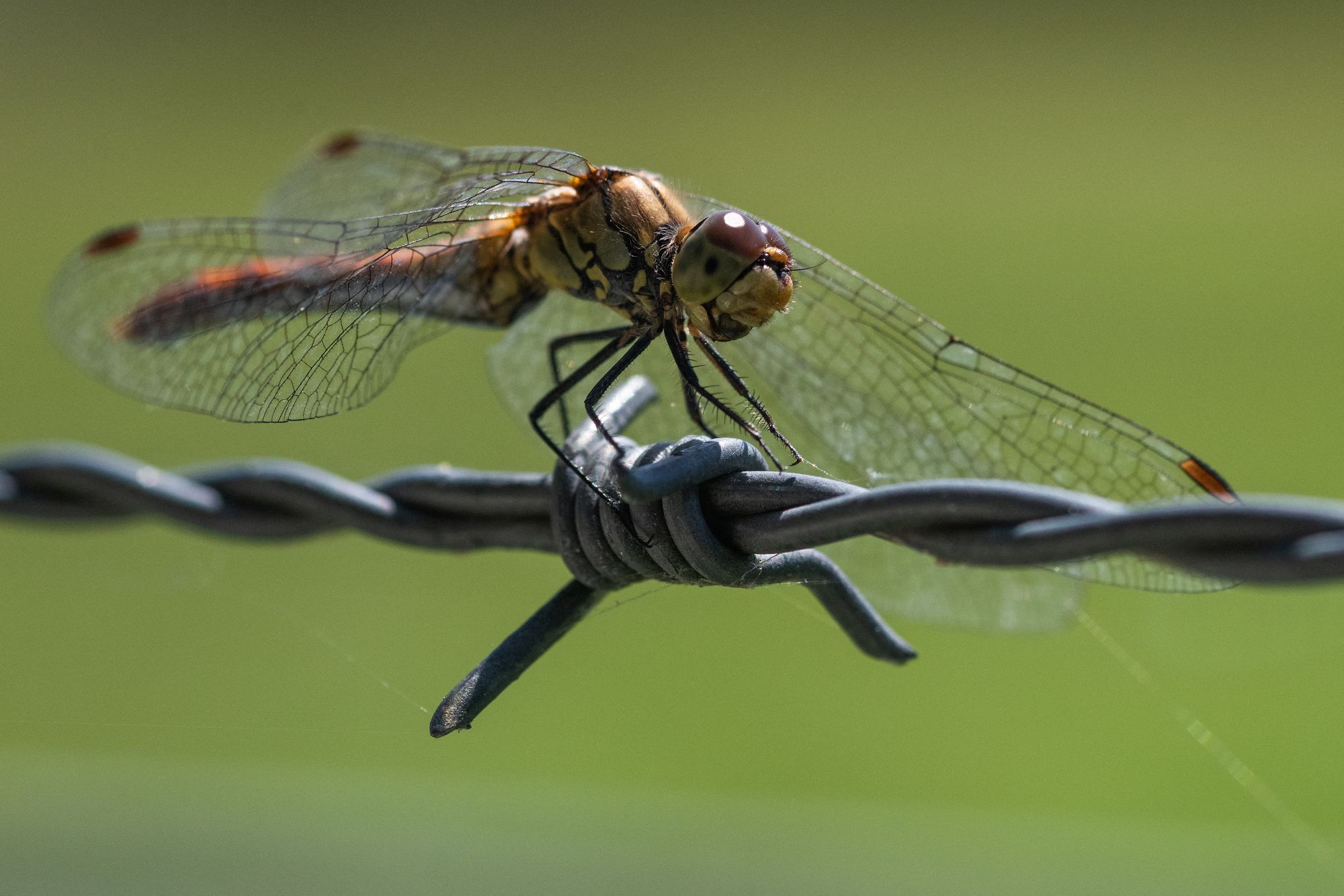 Photograph shows a dragonfly