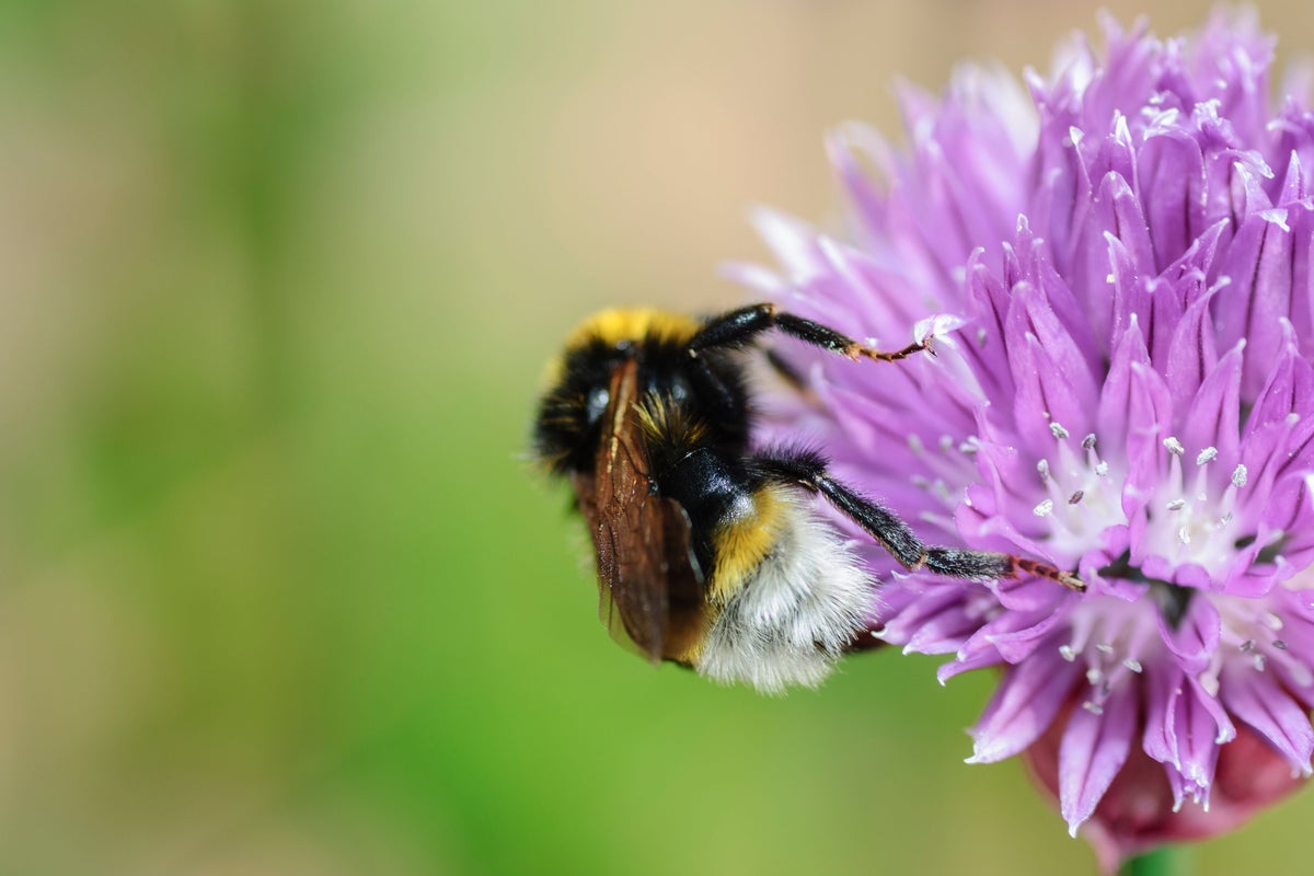 Your ultimate guide to identifying the fascinating bees in your garden