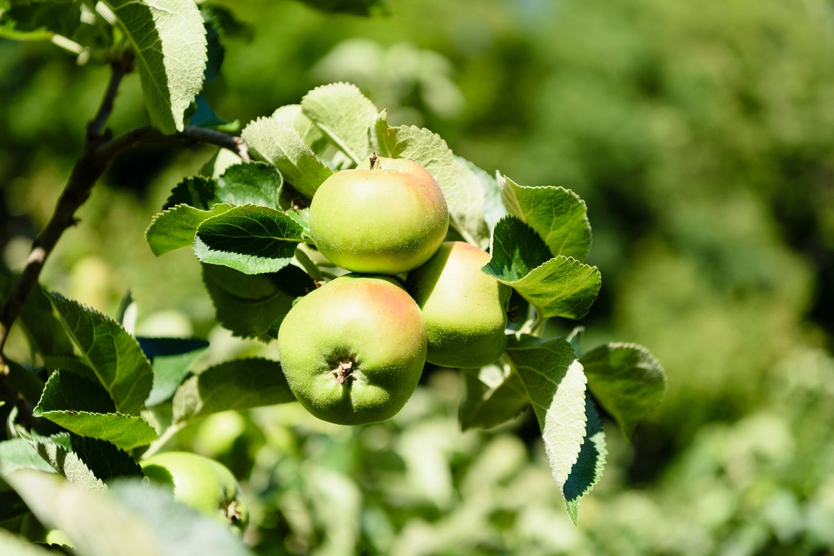 Campaigners ‘gobsmacked’ as garden containing original Bramley apple tree sold