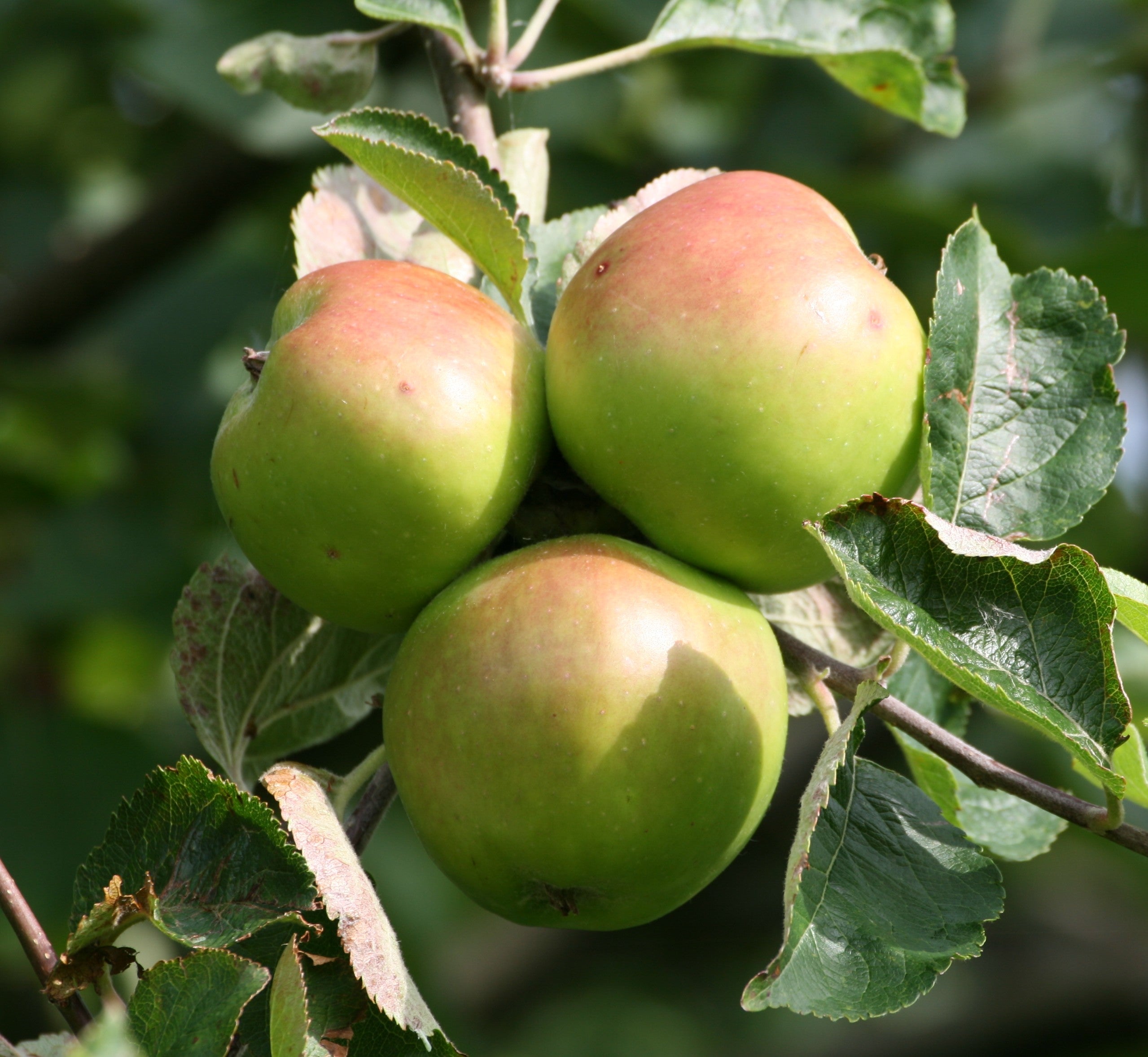 Why this beloved British apple tree is under threat | The Independent