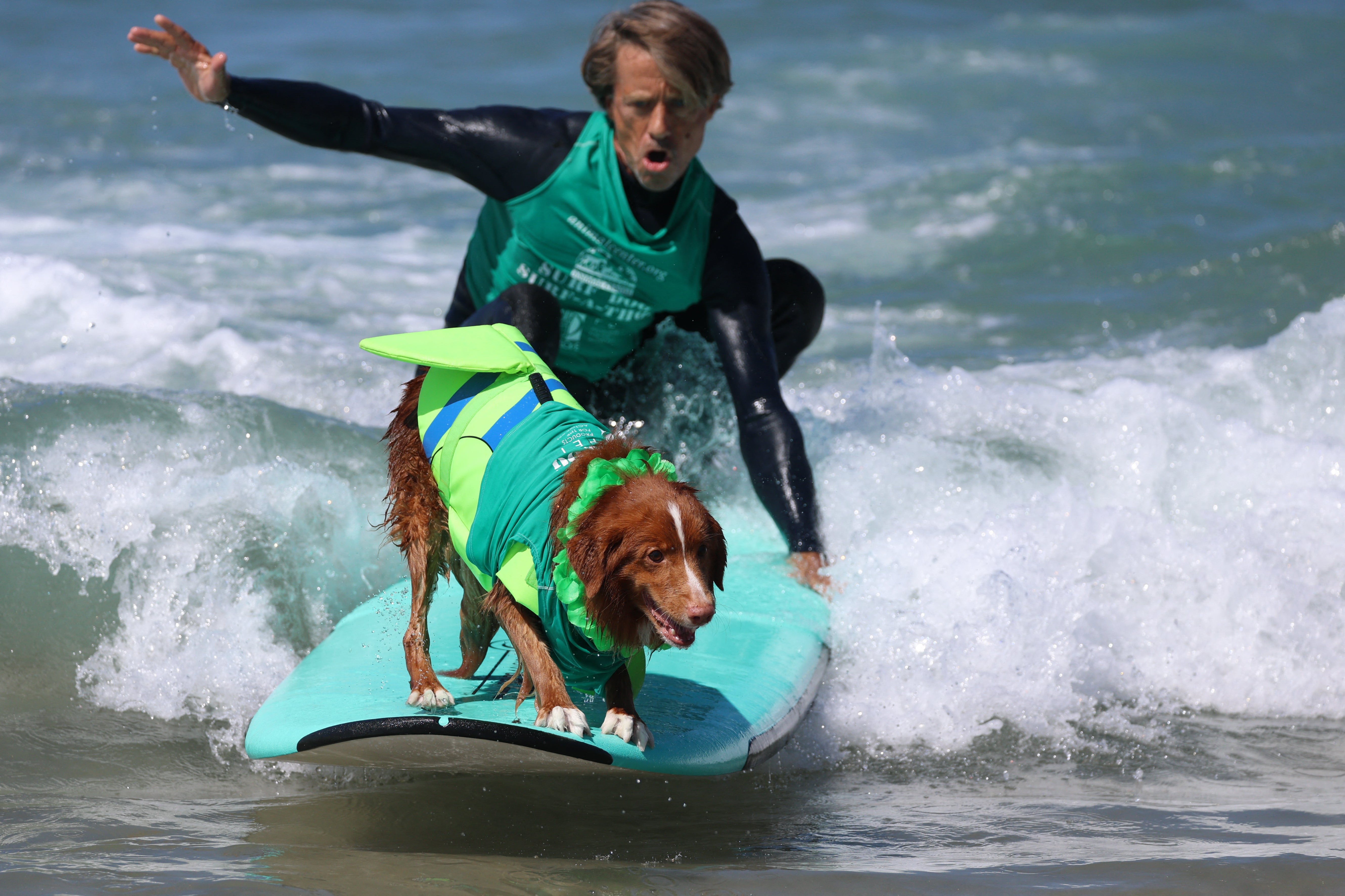 Surfing dog Gilbert rides a wave last September during the Helen Woodward Animal Center Surf Dog Surf-A-Thon at the Del Mar Dog Beach in Del Mar, California. Researchers say ensuring their dogs stay active and eat good meals is crucial