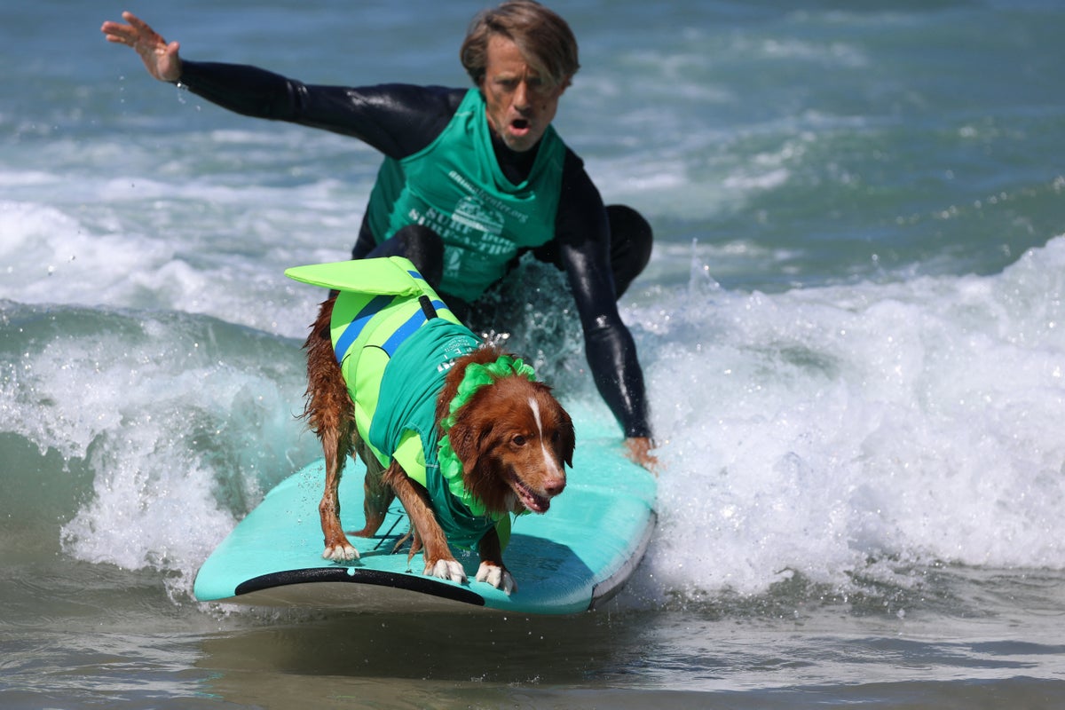 Experts share the best ways to help your dog live longer – UK Times