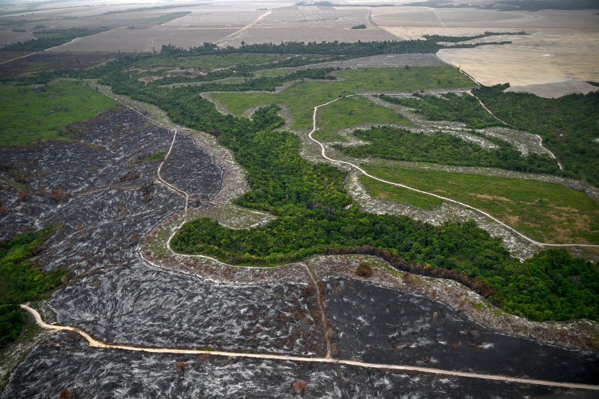 Gold rush fuels Amazon deforestation and mercury poisoning in Brazil’s protected areas – UK Times Gold rush fuels Amazon deforestation and mercury poisoning in Brazil’s protected areas – UK Times