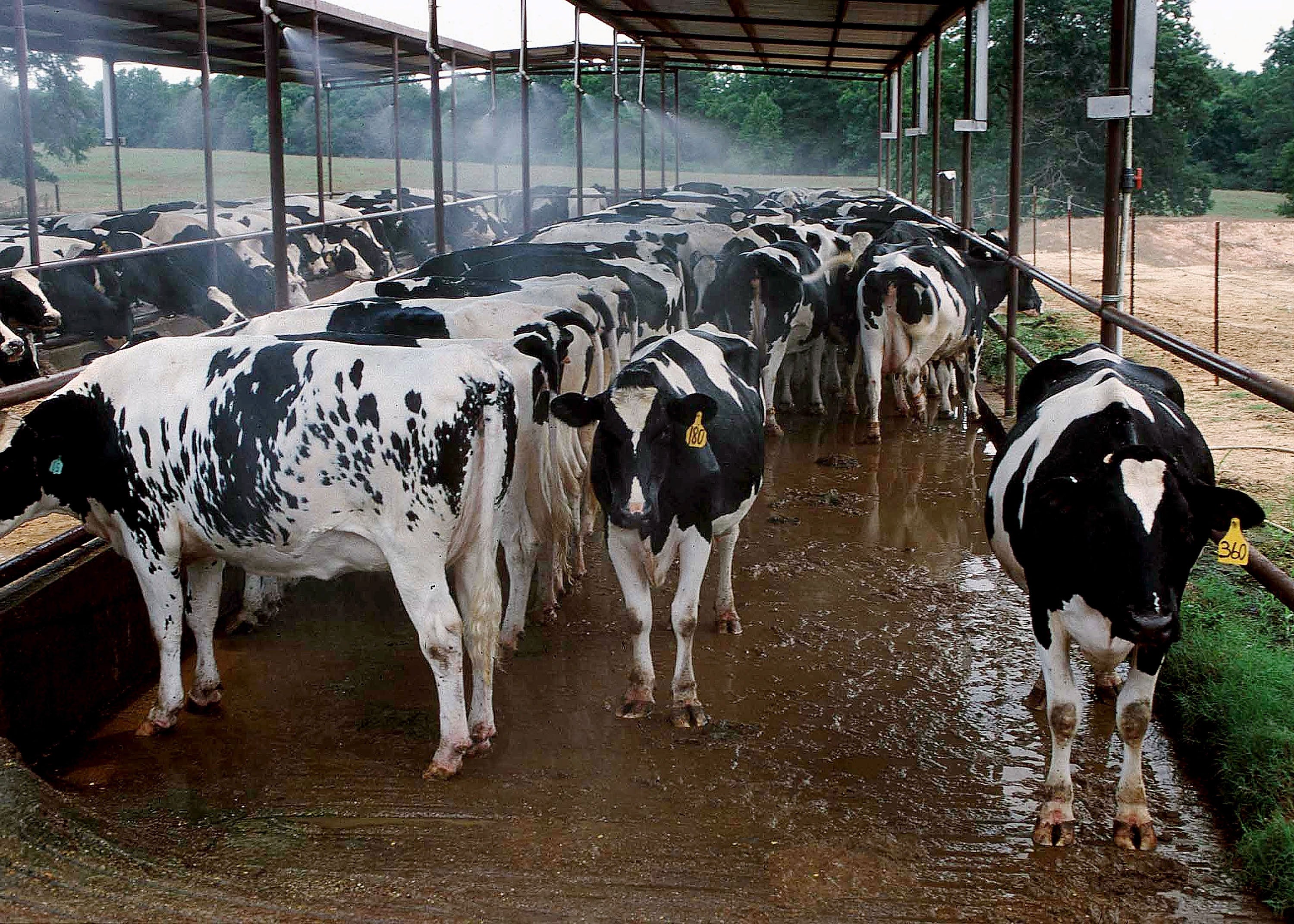 The disease causes discomfort and fever in cattle (stock)