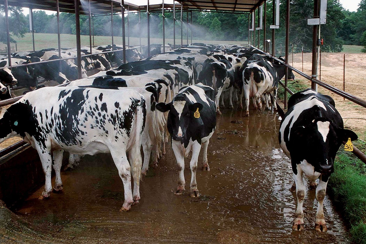 Investigation launched after more than 60 cows stolen from Ohio farm overnight 