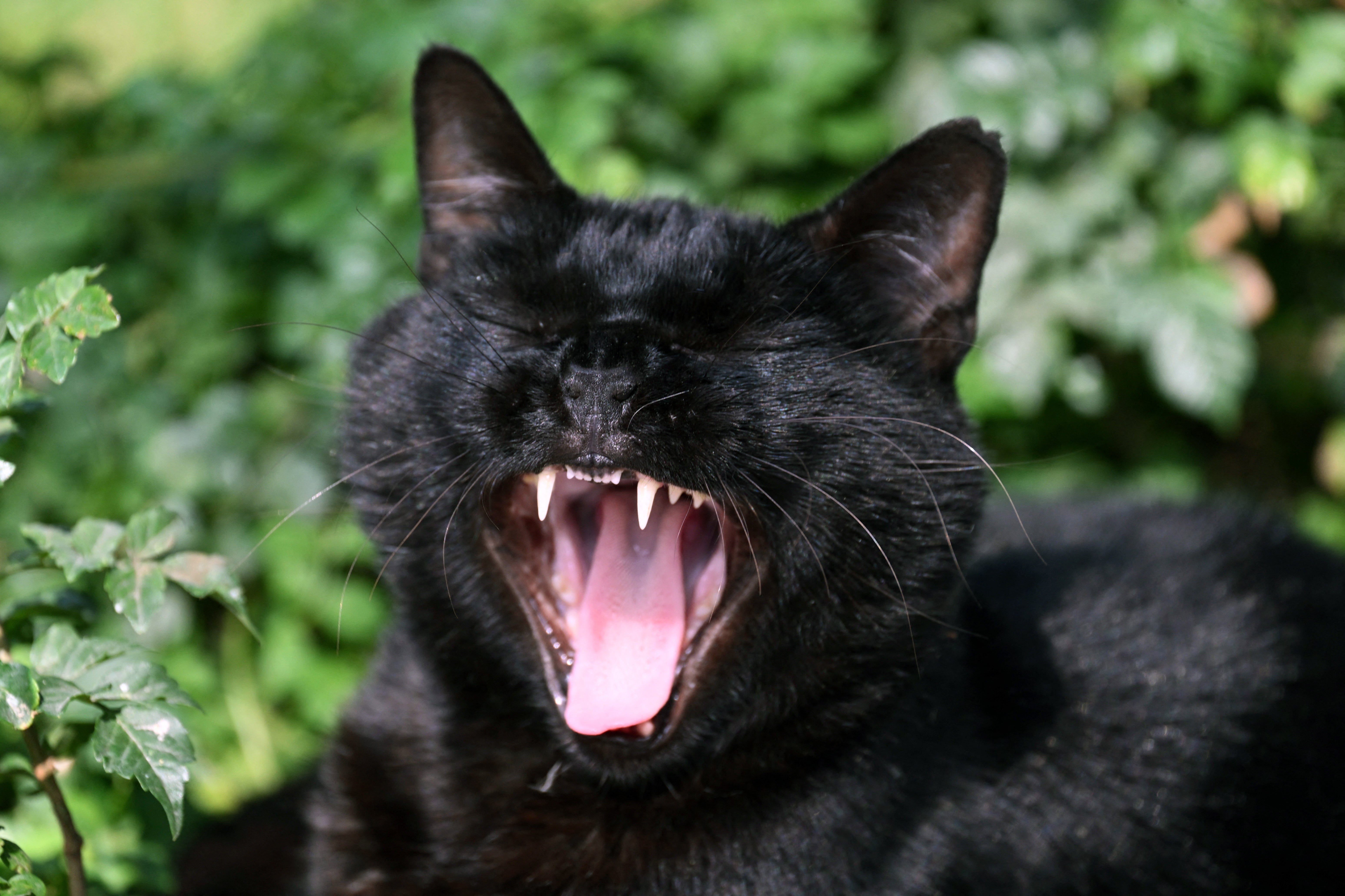 A cat yawns at the Miraflores Central Park in Peru