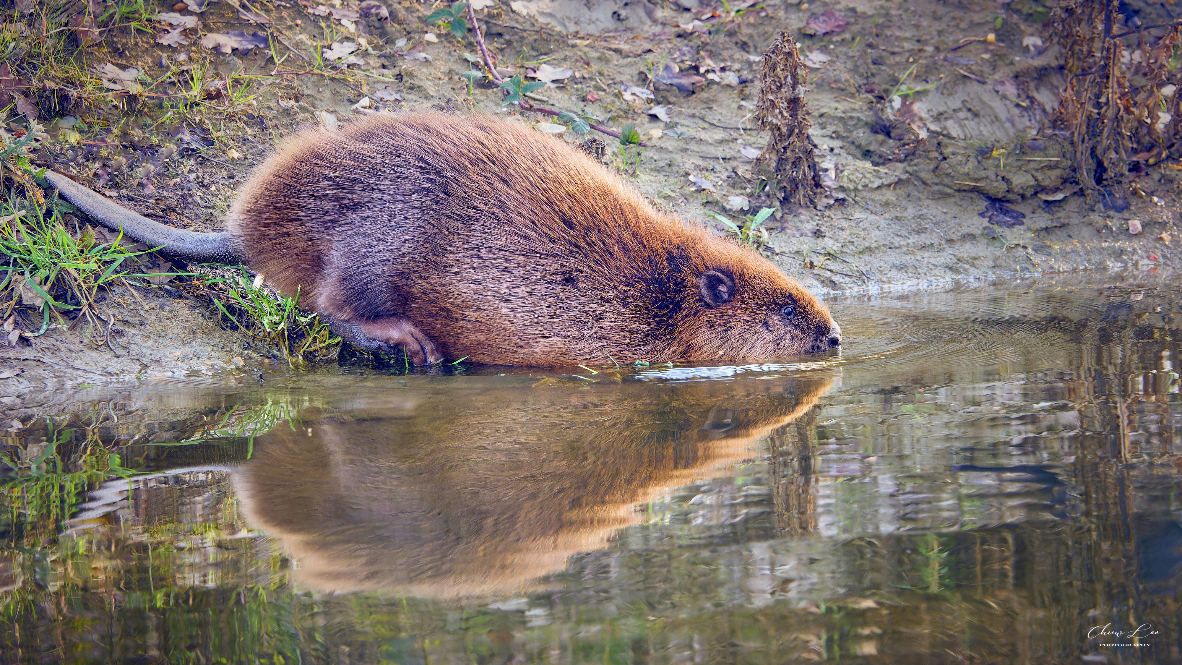 A beaver attacked a child at a NJ lake on Sunday
