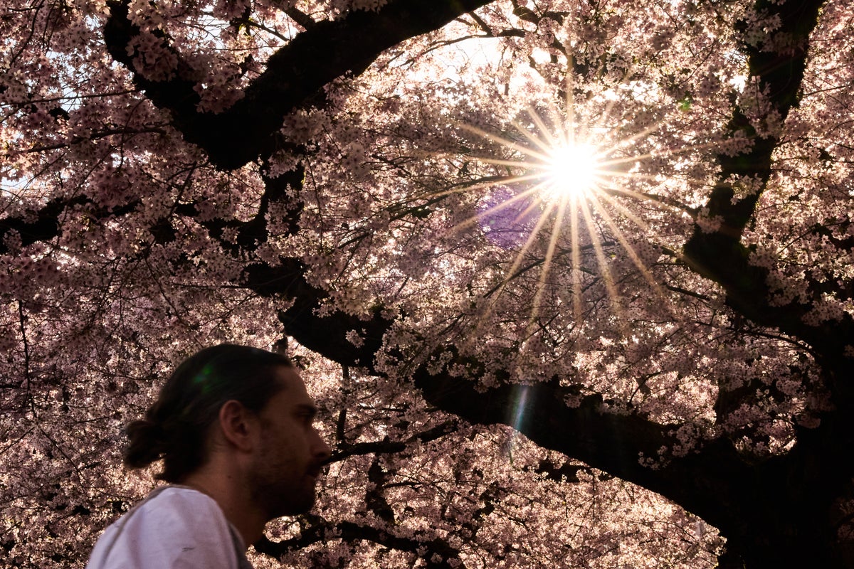 Study says trees counter half the world's urban heating, but not in the places that need it most