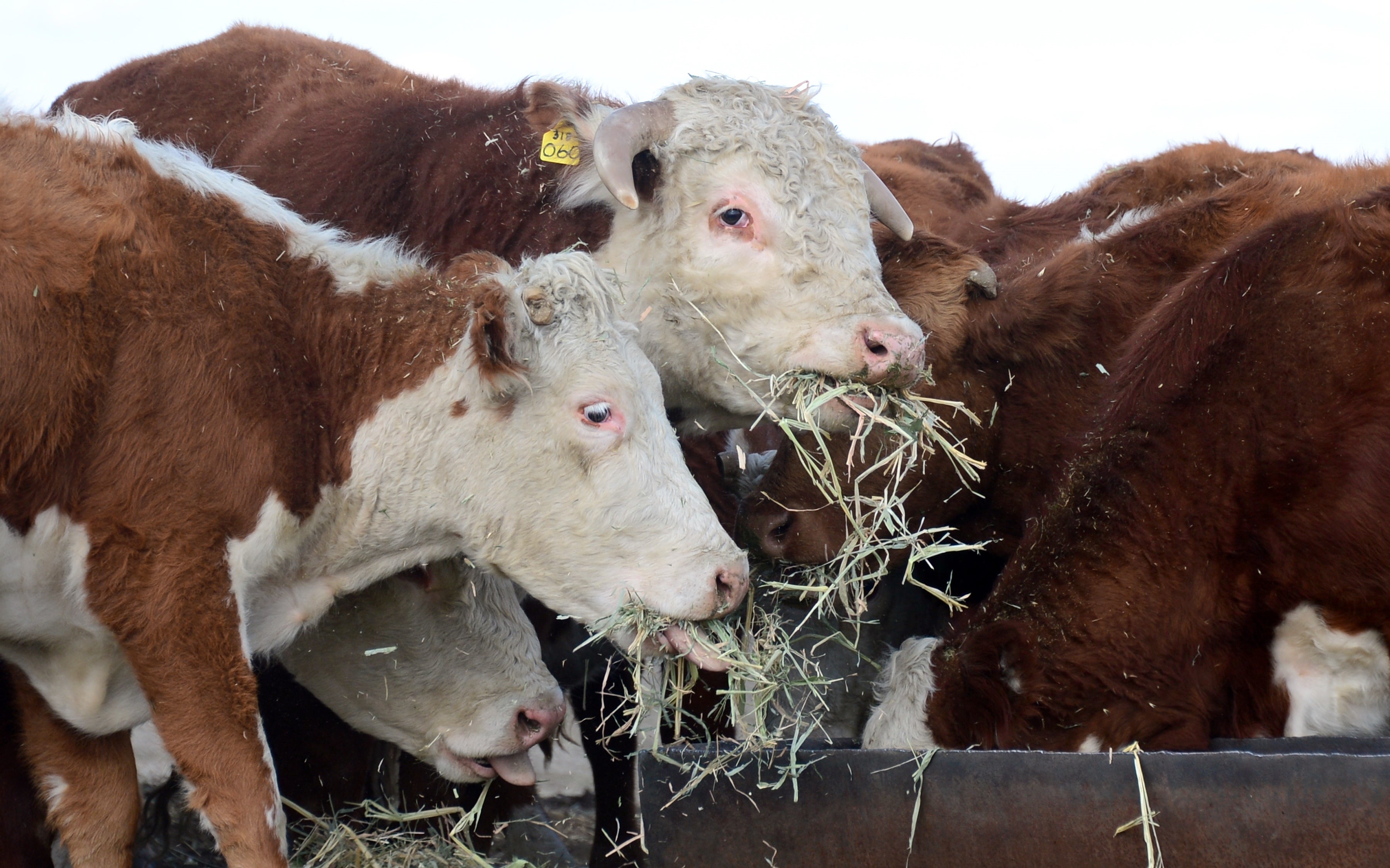 Acting Attorney General Todd Blanche held a press conference about the beef packing industry, as the cost continues to climb
