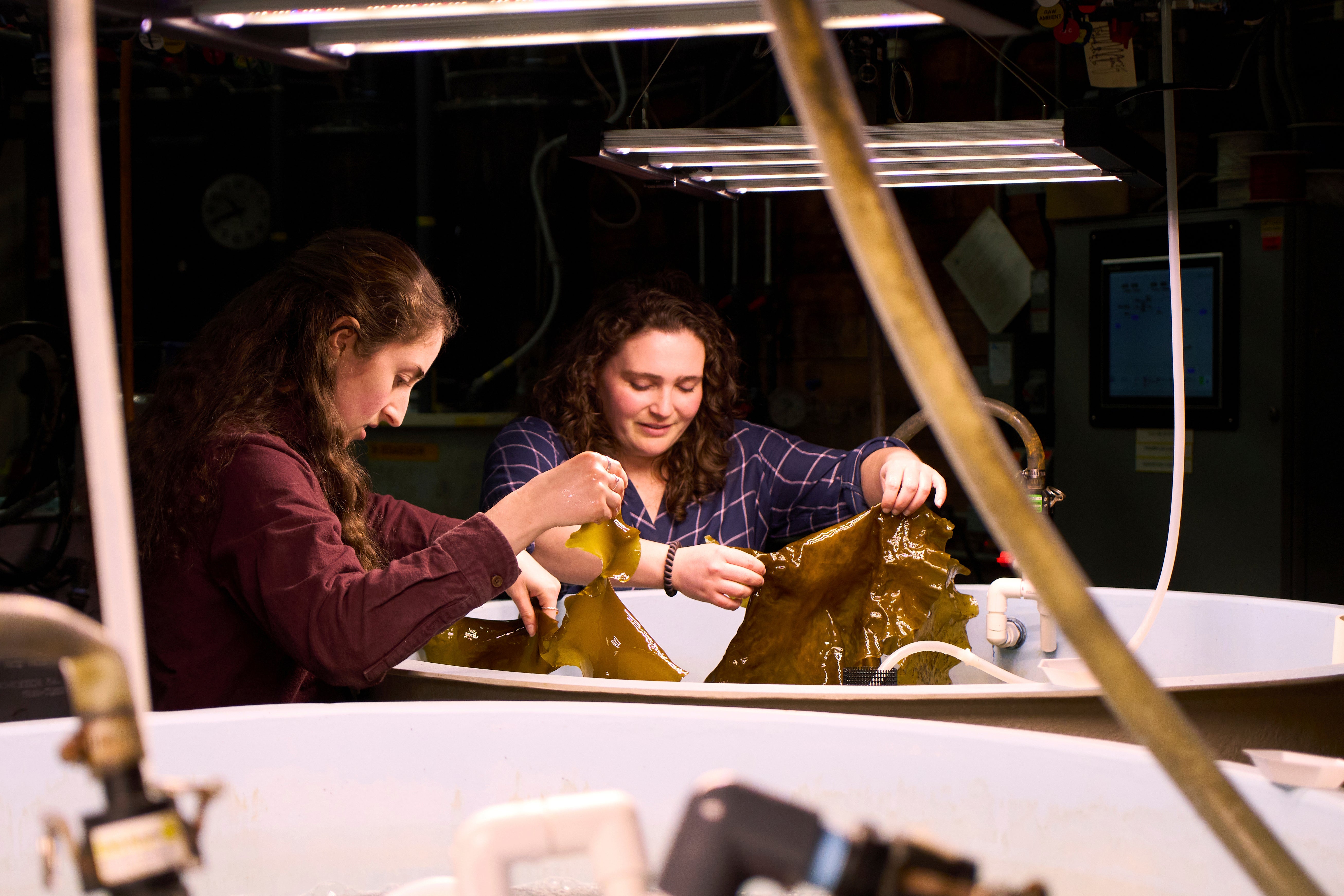 independent.co.uk - Zoe Beketova - Planes and ships could run on kelp someday, but there are serious hurdles