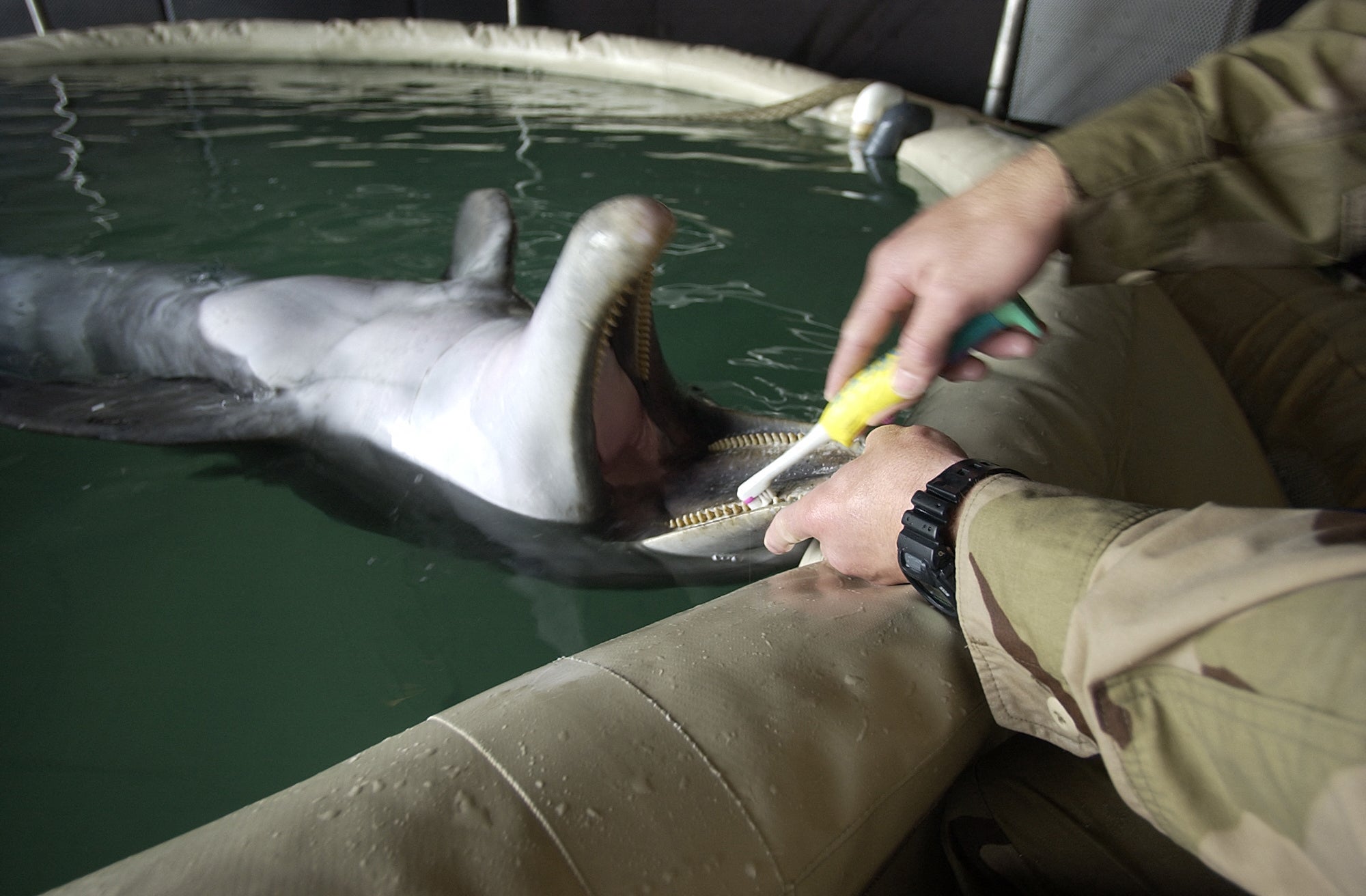 A Navy mammal handler brushes the teeth of a bottlenose dolphin in March 2003. Navy dolphins live twice as long as dolphins in the wild
