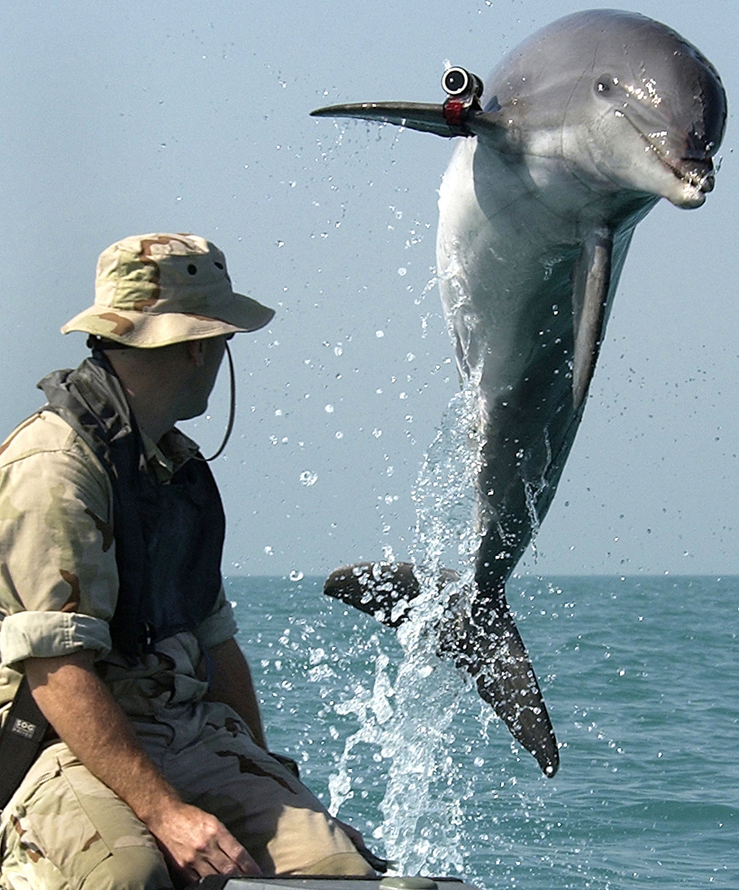 A U.S. Navy Sergeant watches as K-Dog, a bottlenose dolphin, leaps from the water of the Persian Gulf in March 2003. The dolphins were deployed in support of the war in Iraq