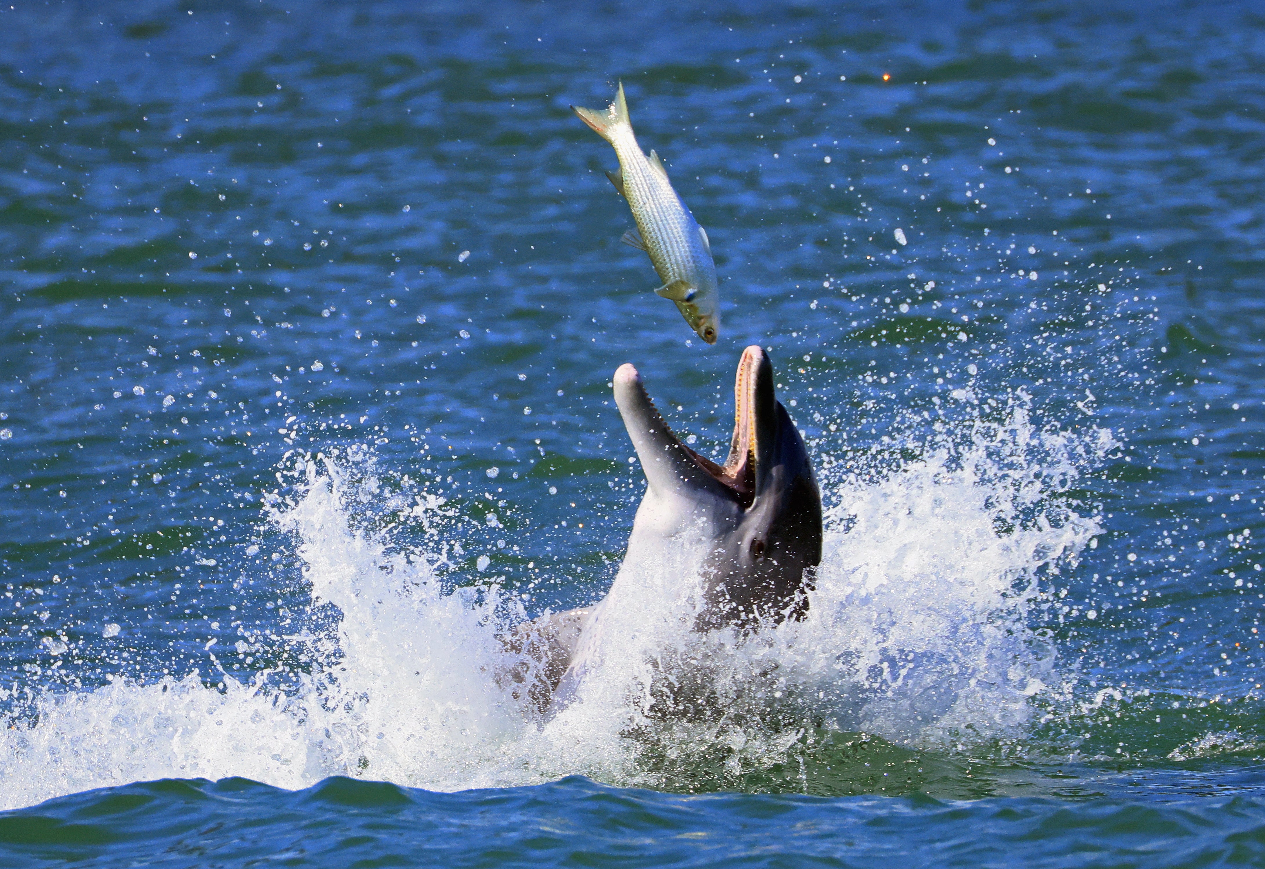 A bottlenose dolphin catches a fish off the coast of Florida last November. Bottlenose dolphins have bigger brains than humans