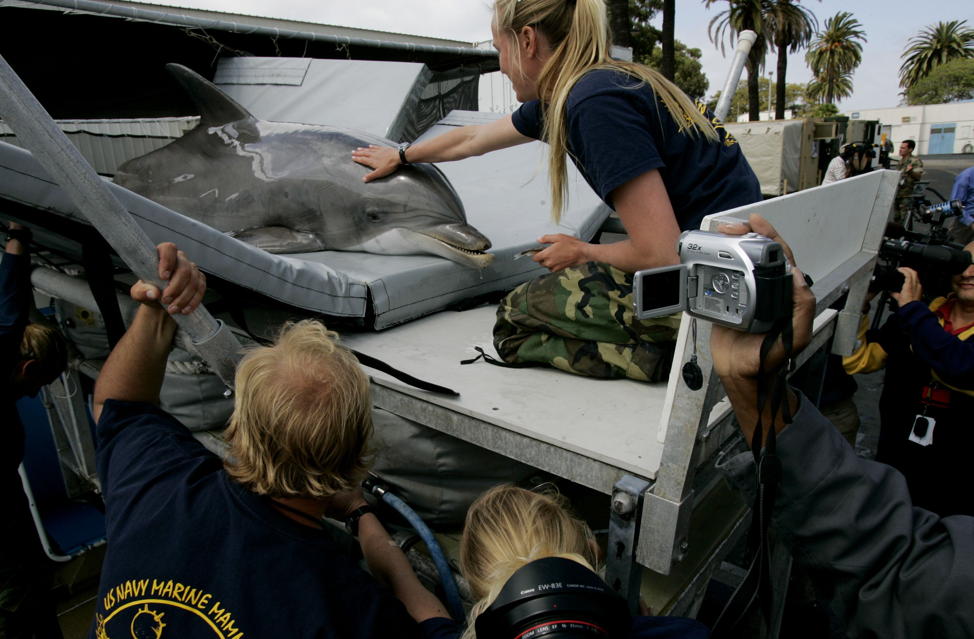 A Navy Dolphin is transported before a training exercise off the coast of San Diego, California, in April 2007. The U.S. military has worked with dolphins for decades