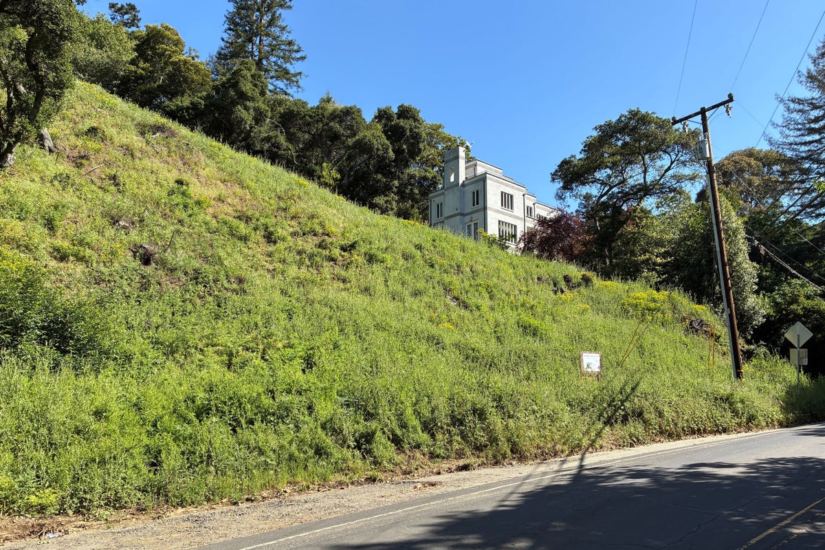 California landowners who cut 38 trees in Oakland hills hit with 5,000 fine – UK Times