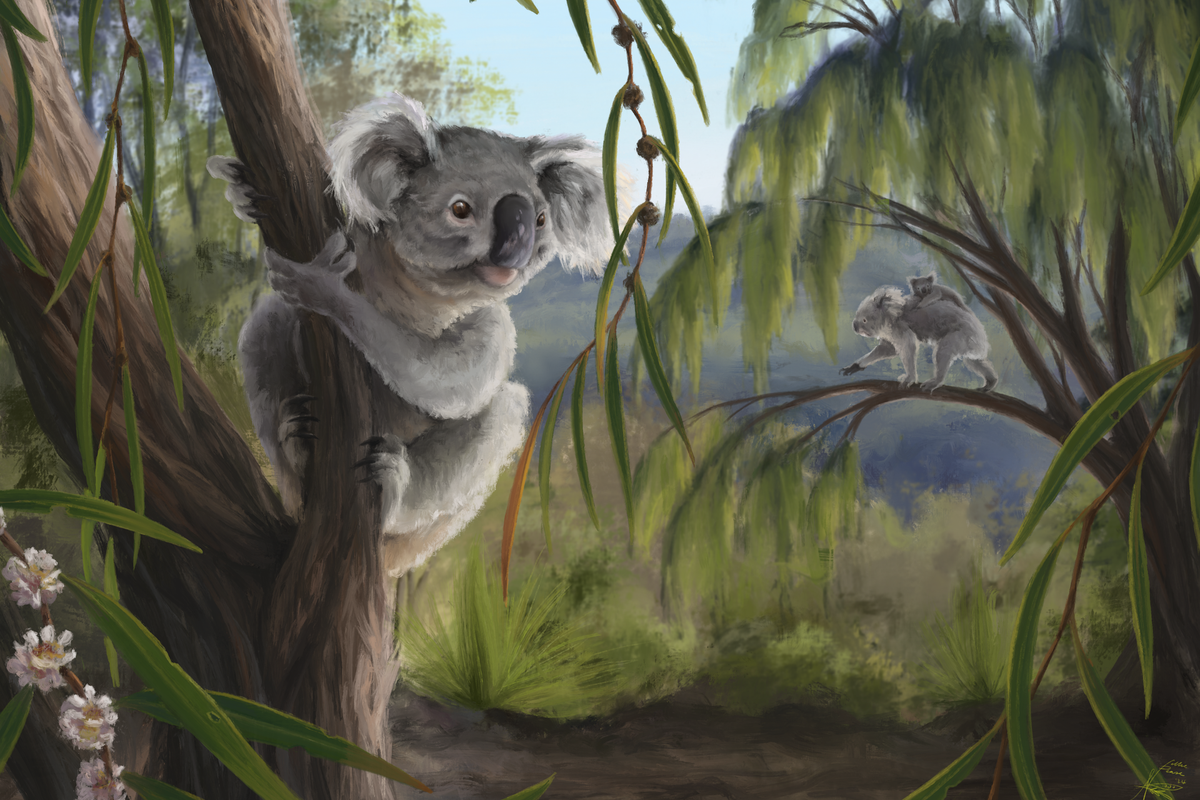 New koala fossil discovery changes what we thought about Australia’s most beloved animal