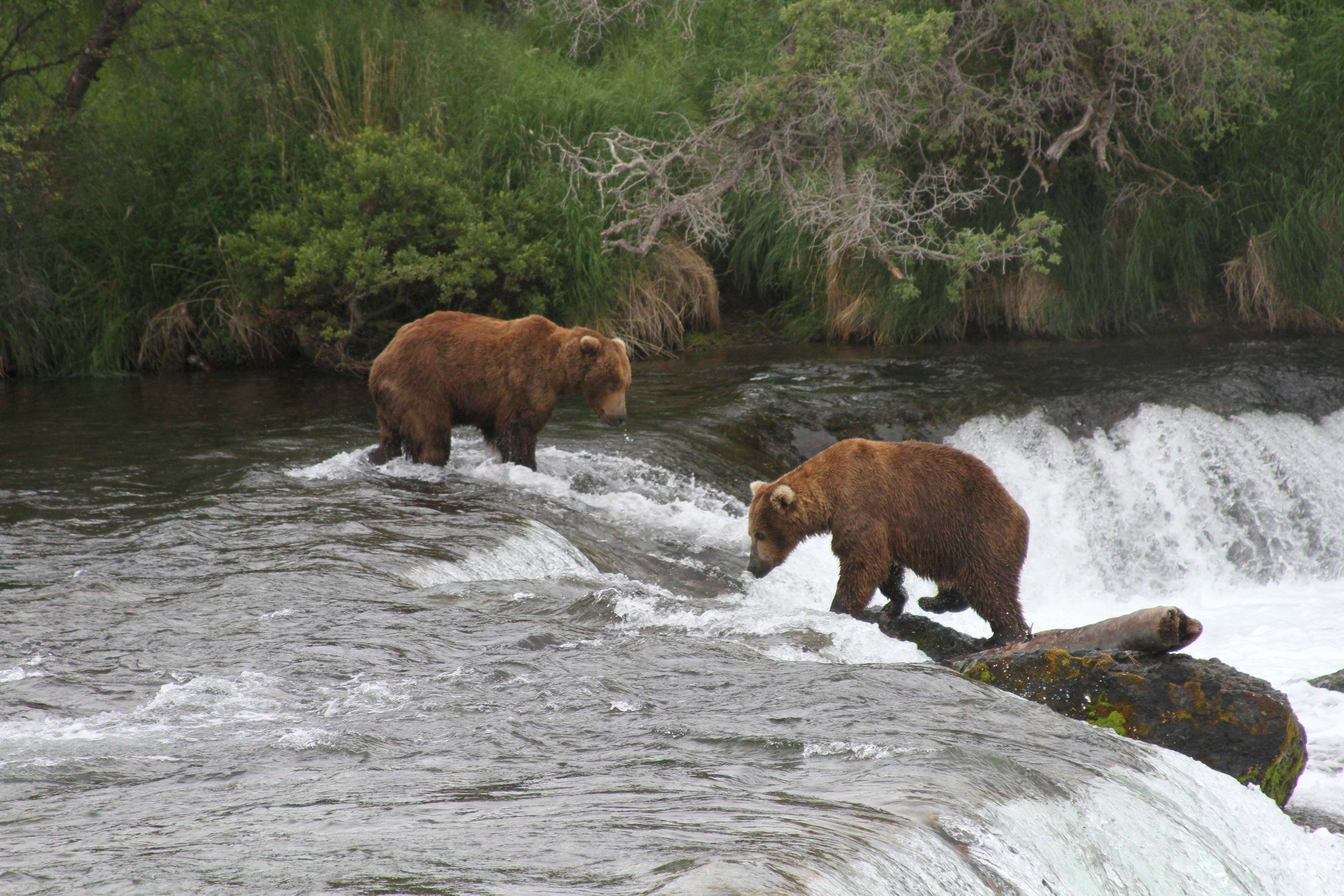 Two brown bears look for salmon at Brooks Falls in Katmai National Park and Preserve, Alaska, July 4, 2013. (AP File Photo/Mark Thiessen, File)
