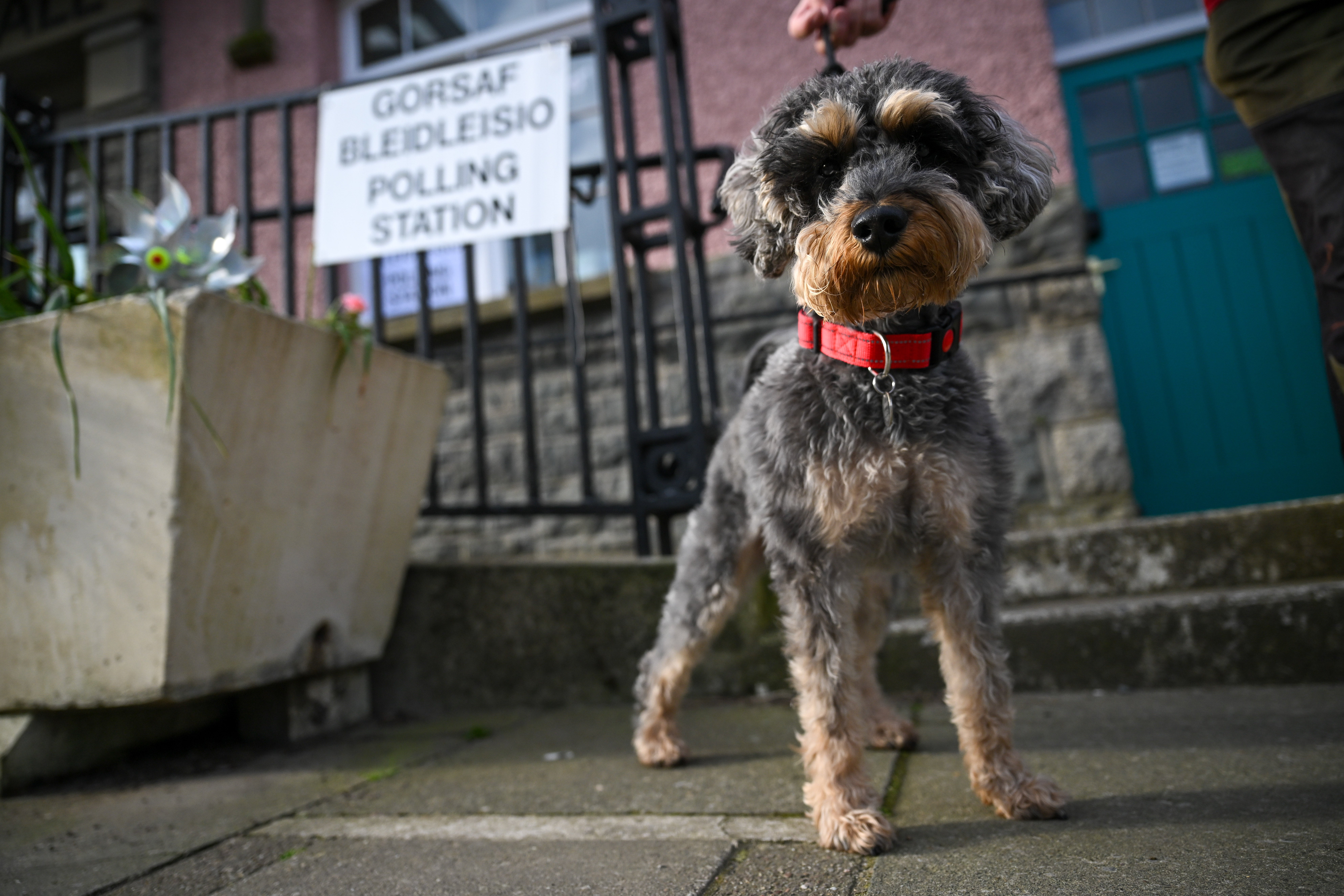 This miniature schnauzer’s strong stance implied an important message in Wales: get voting!