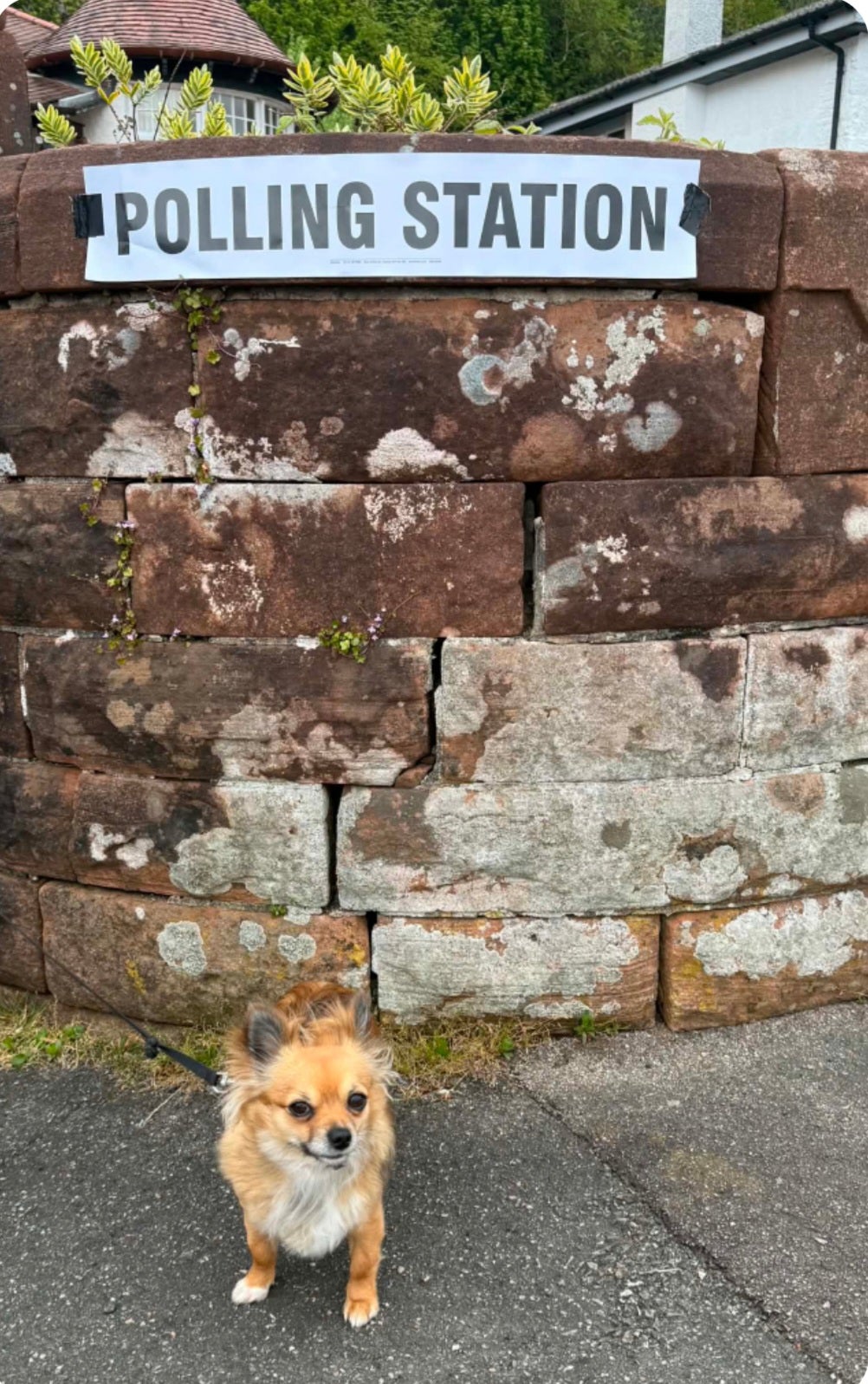 Bo the chihuahua has important election advice for would-be voters
