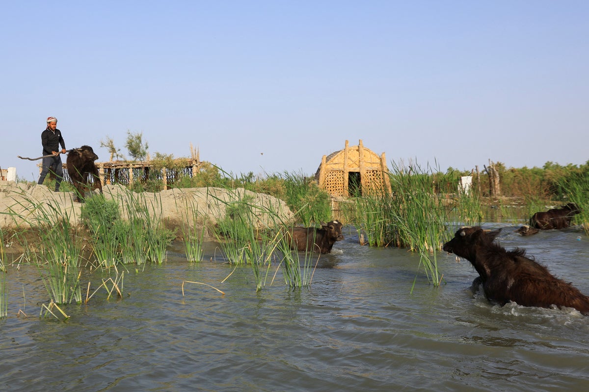 Life returns to Iraq’s historic marshes after years of drought and misery