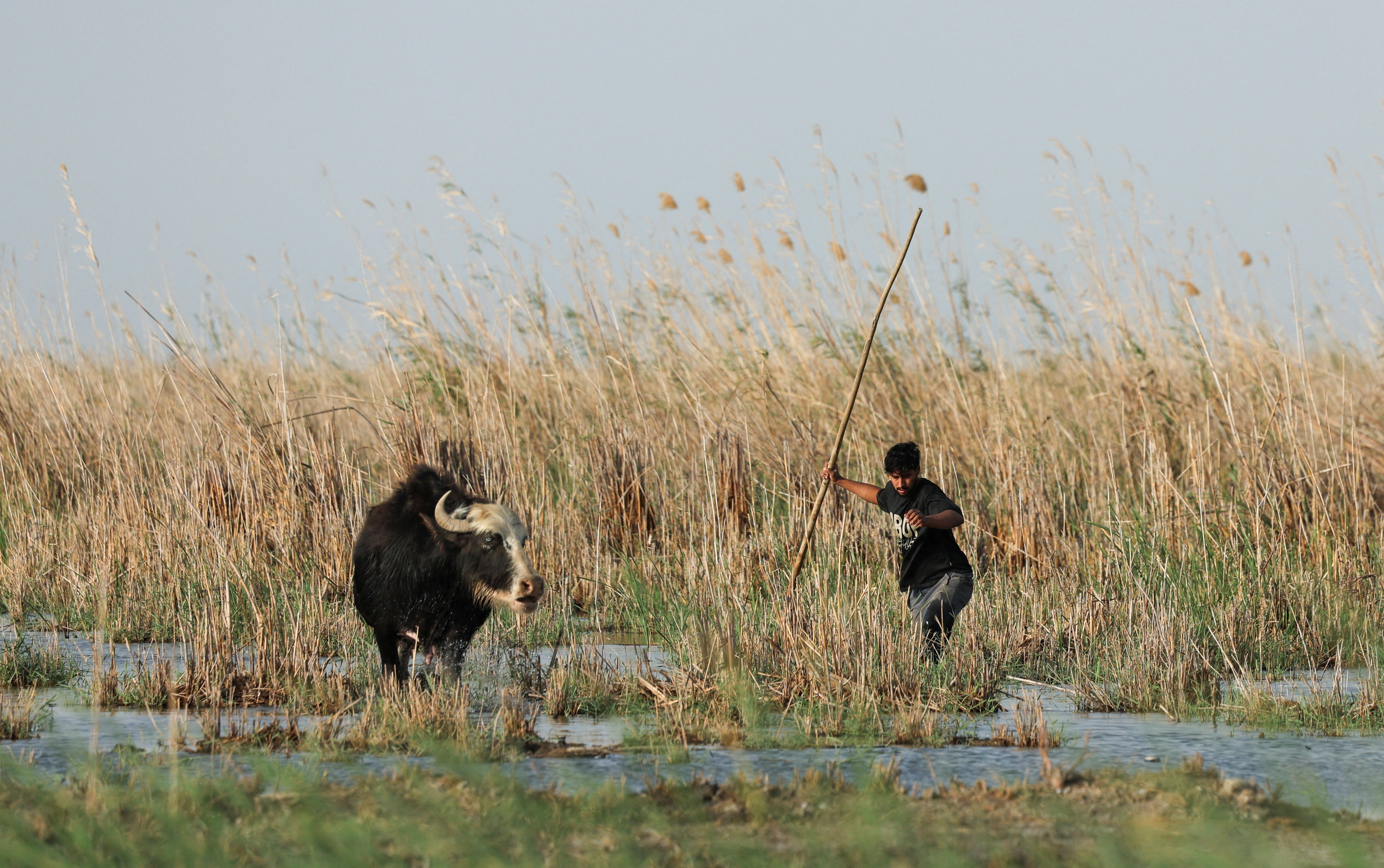 A buffalo herder guides a water buffalo through marsh waters at the Chibayish marshes in Dhi Qar province, Iraq,