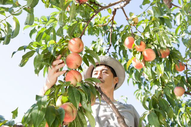 <p>Productores de durazno del centro de California recibirán hasta 9 millones de dólares en ayuda federal tras el colapso de Del Monte, que dejó cosechas sin compradores y obligó a eliminar cientos de miles de árboles</p>