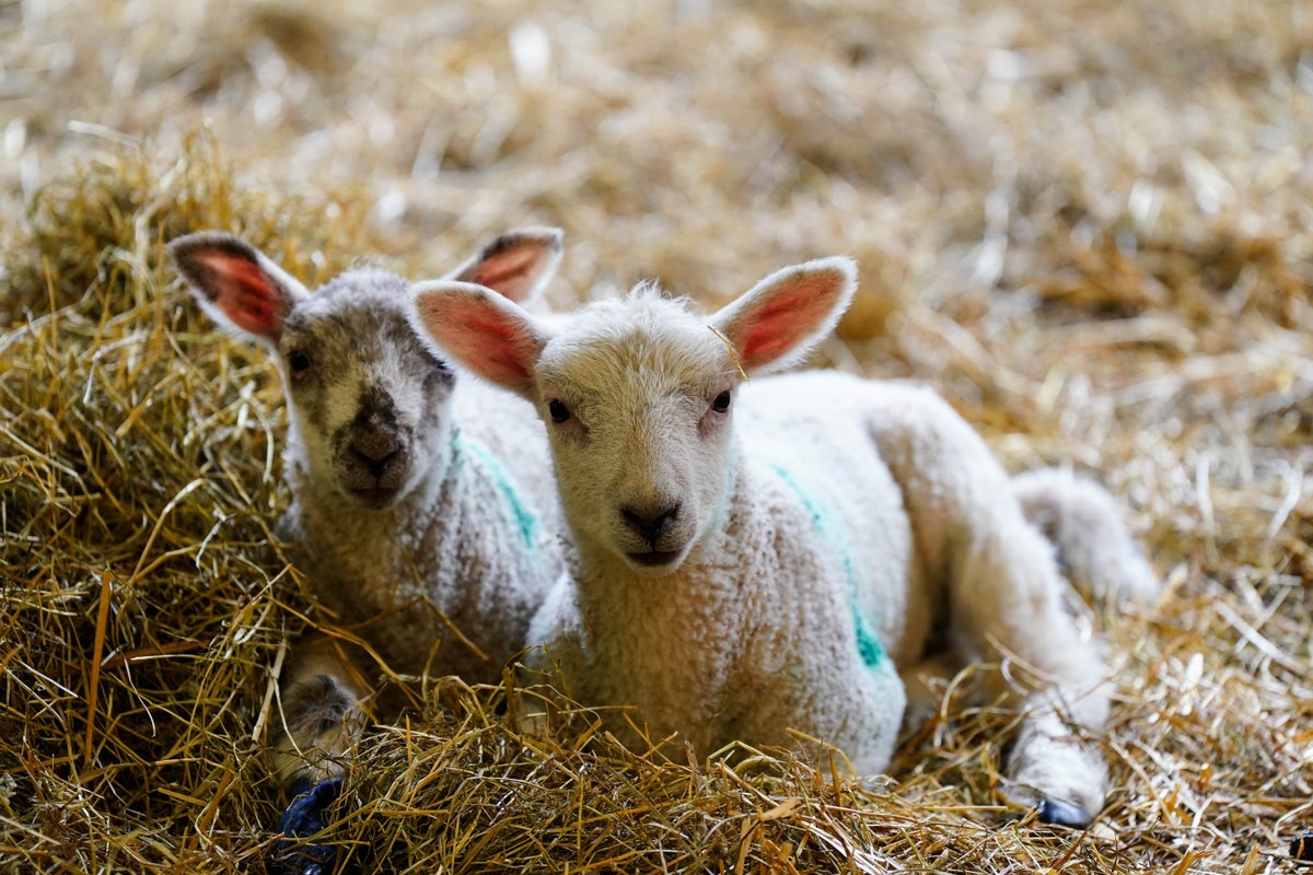 Sixteen people fall ill in cryptosporidium outbreak linked back to Edinburgh petting farm