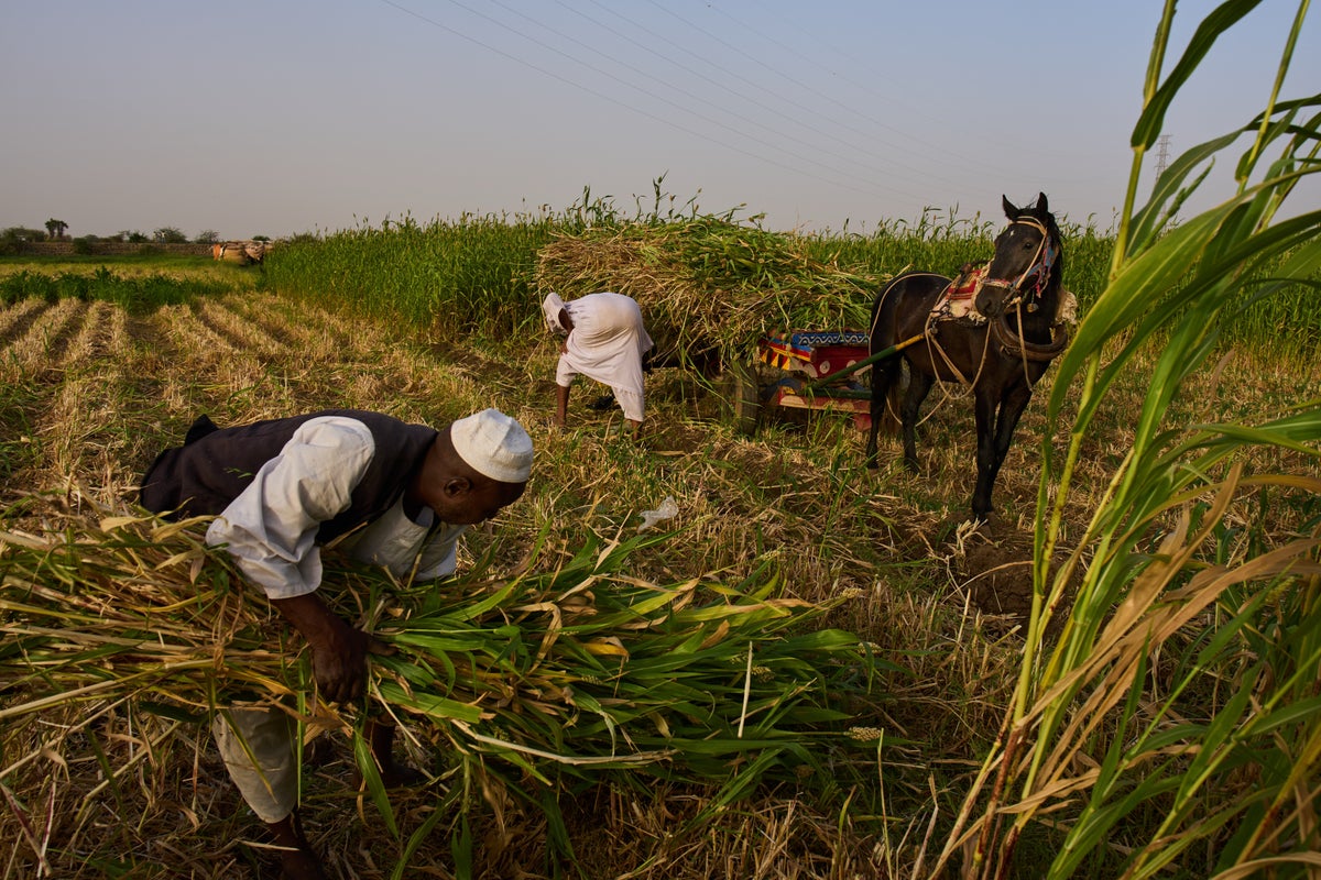 Sudan was already at war and hungry. Now its farmers are hit by another conflict