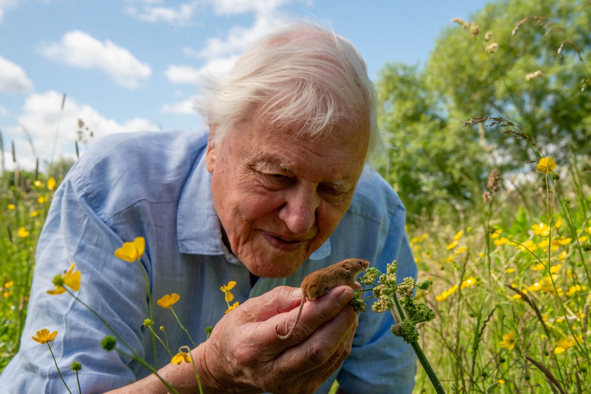 Live event to be held for Sir David Attenborough’s 100th birthday – here’s what to know