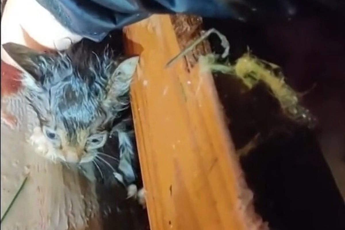 Mississippi tornado: Storm chaser digs through rubble to rescue tiny kitten