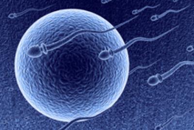 Illustration of sperm and egg