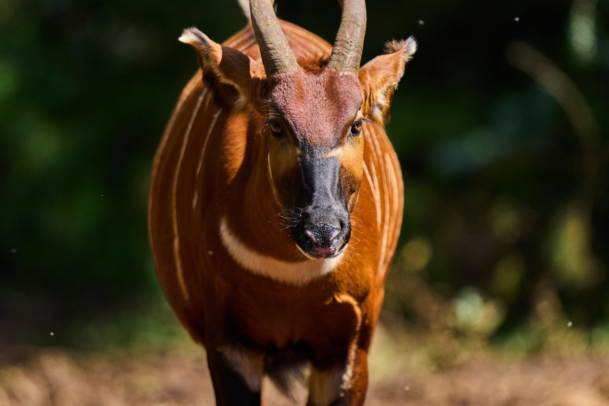 'Ghost of the forest' returns to Kenya as conservationists reintroduce rare antelope into the wild