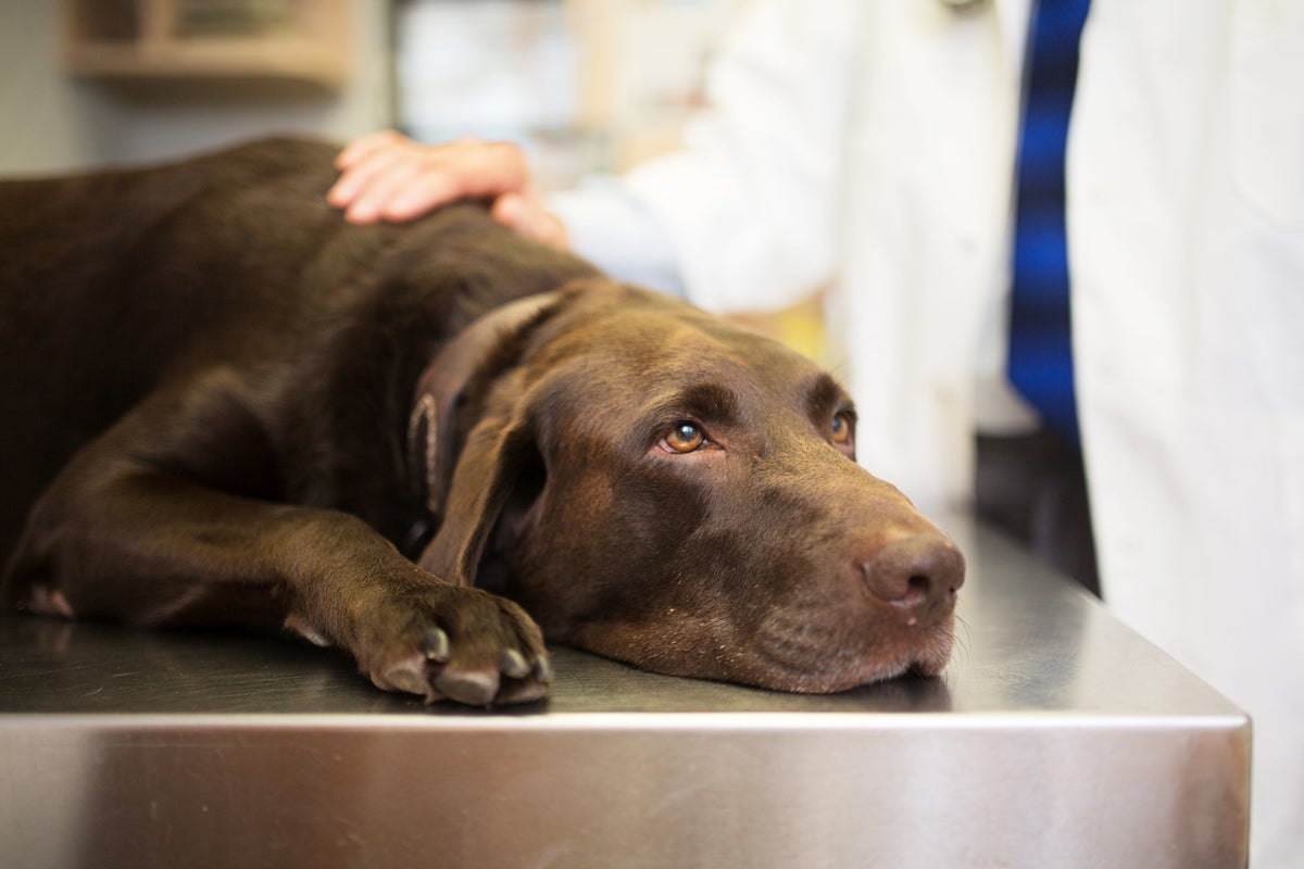 Major US dog food brand issues recall over possible salmonella contamination