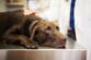 Major US dog food brand issues recall over possible salmonella contamination