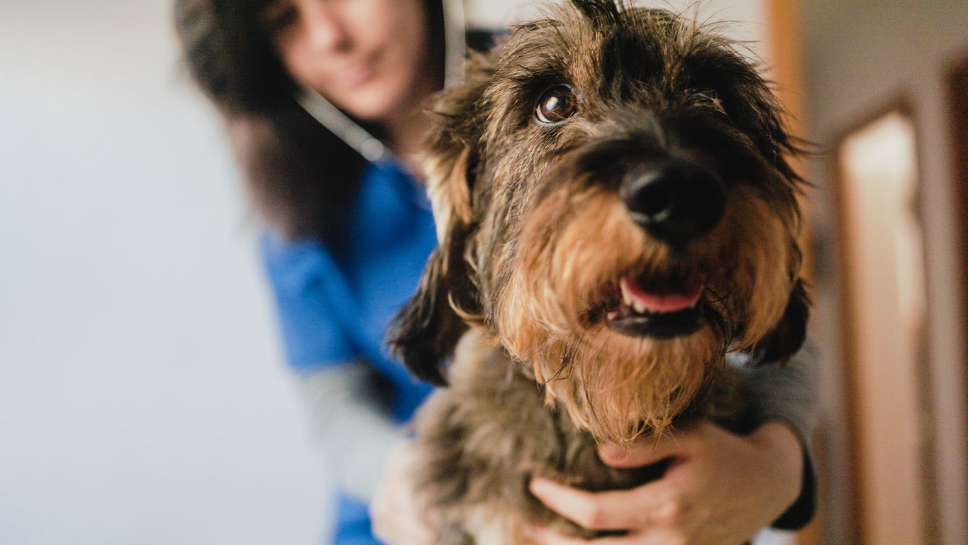 The FDA states that pets infected with salmonella may show lethargy, diarrhea or bloody diarrhea, fever, vomiting, decreased appetite and abdominal pain