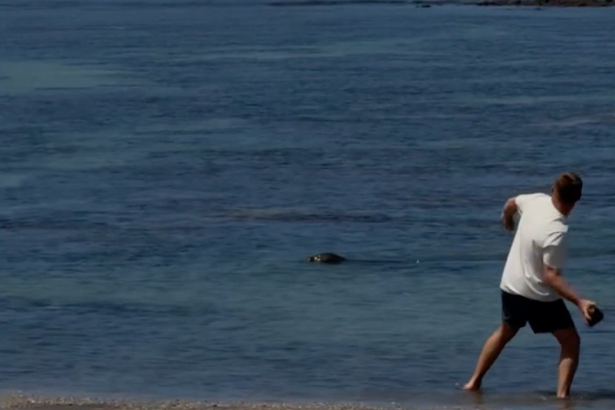 Seattle man yells ‘I’m rich’ after beachgoers beg him to stop attacking endangered seal — before he’s detained – UK Times Seattle man yells ‘I’m rich’ after beachgoers beg him to stop attacking endangered seal — before he’s detained – UK Times