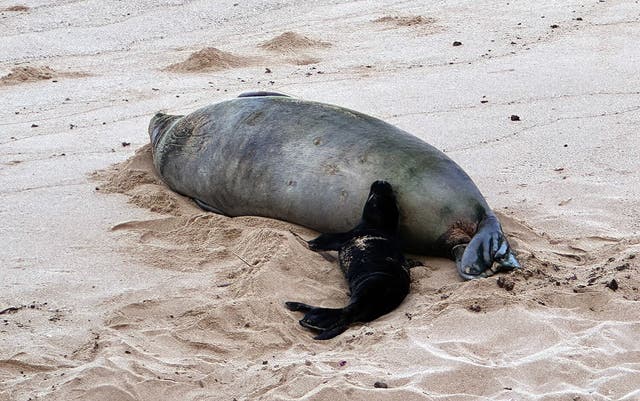 Tourist yells ‘I’m rich’ after beachgoers beg him to stop attacking ...