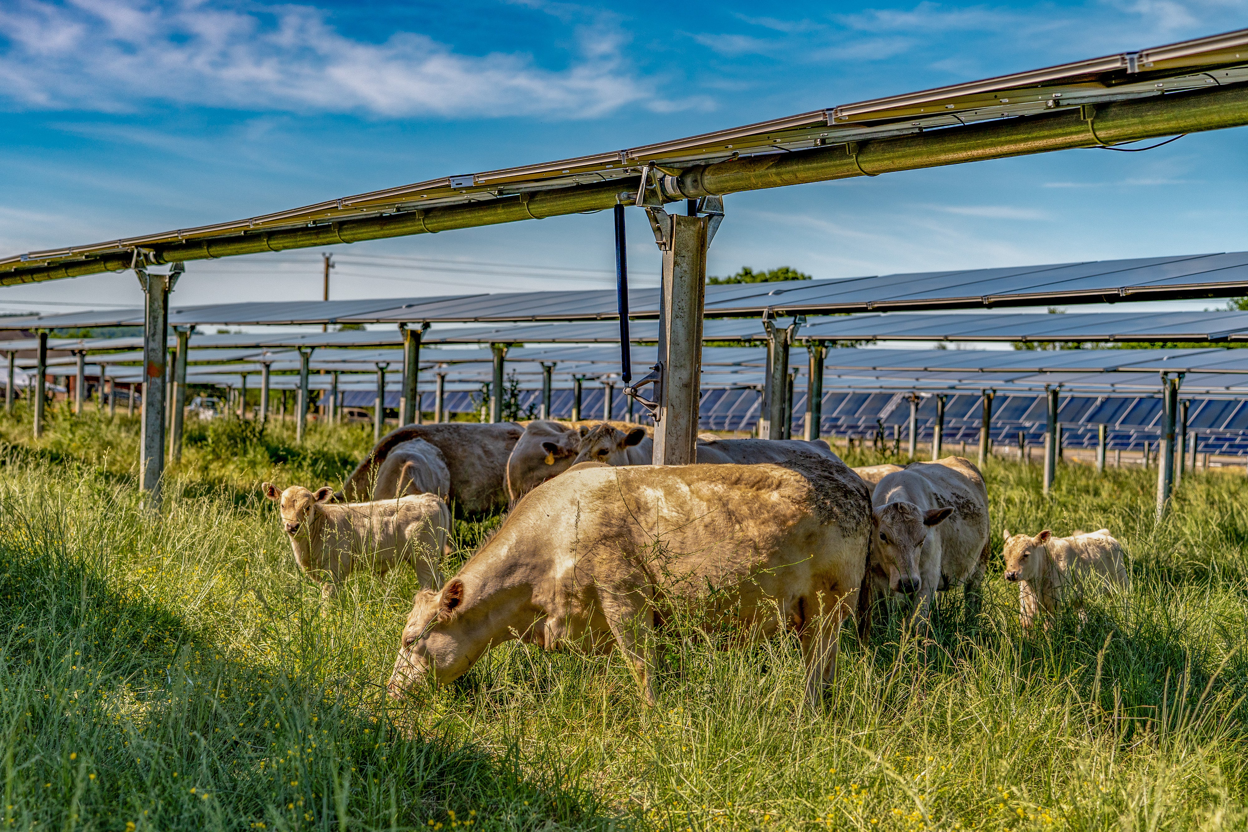 Grazing permits allow commercial ranchers to let livestock graze on government-owned land