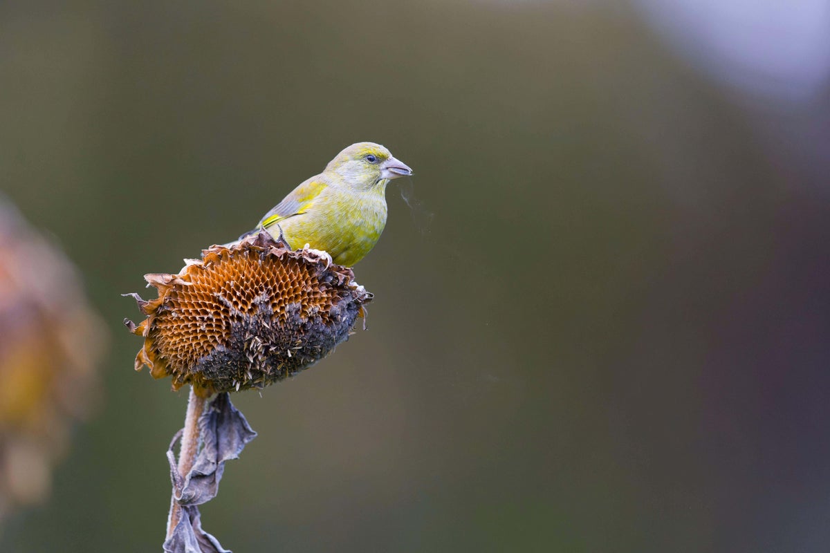 How gardeners can help greenfinch numbers